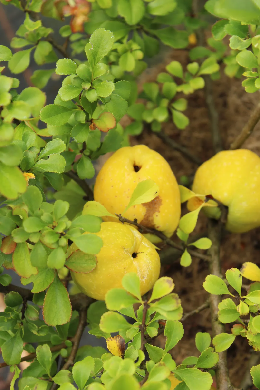 Liten rosenkvitten BALSGÅRD RONDO® ('Rondo') - bild 4
