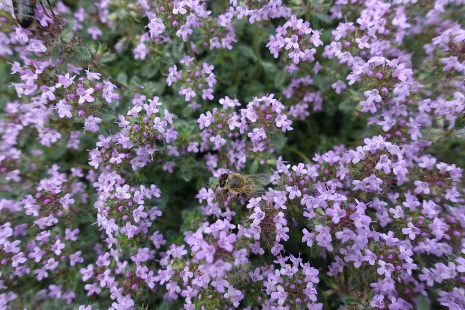 Gråtimjan med silvergråa blad och rosa blommor, torktålig marktäckare för soliga lägen.