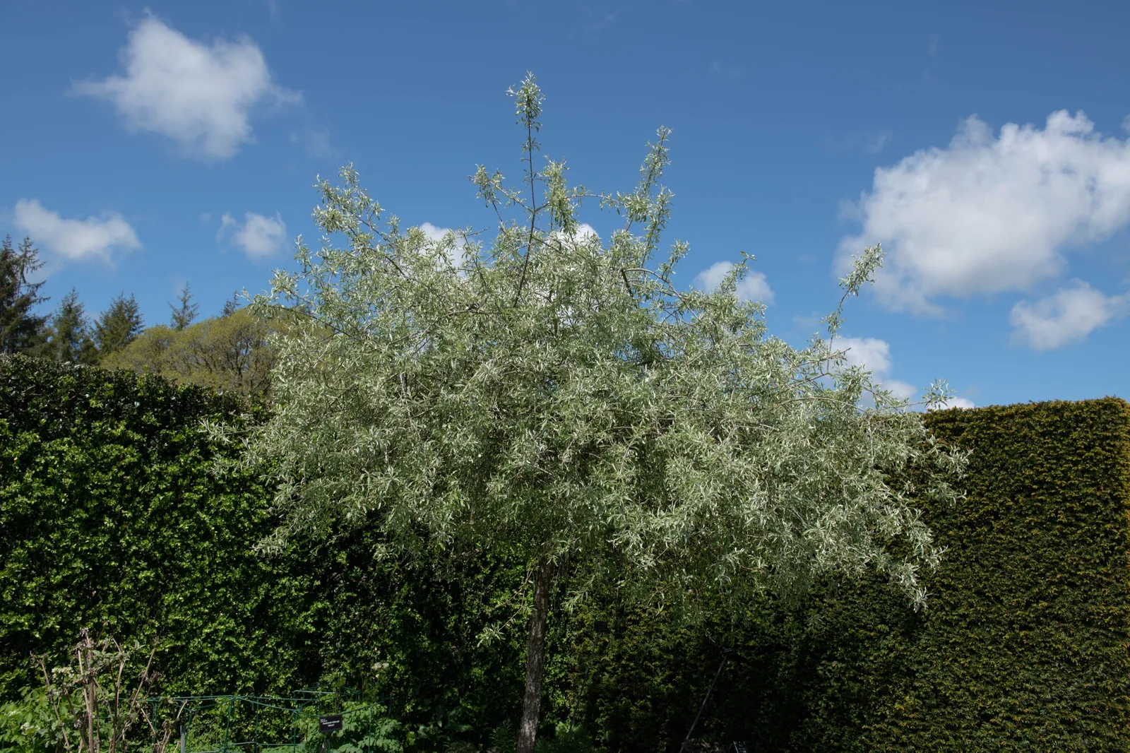 Silverpäron 'Pendula', Sh 80-90 - bild 4