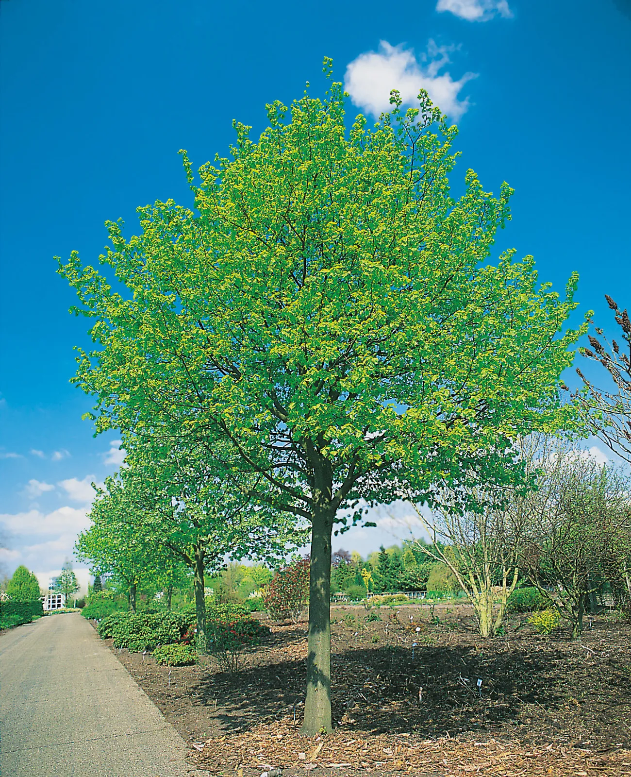 Skogslind 'Greenspire', Utr 150-200 - bild 1
