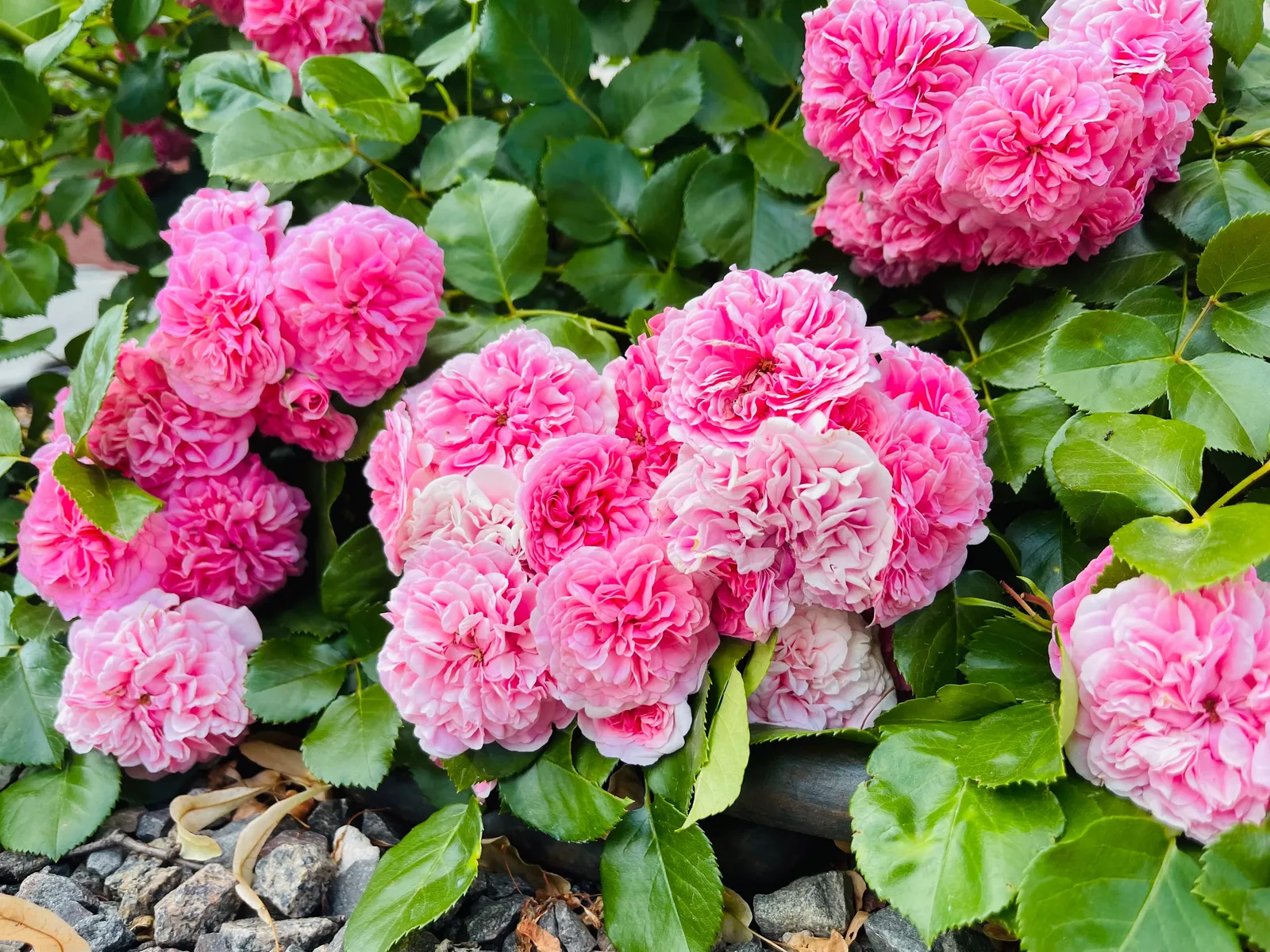 Rugosa-ros 'Thérèse Bugnet' - bild 5