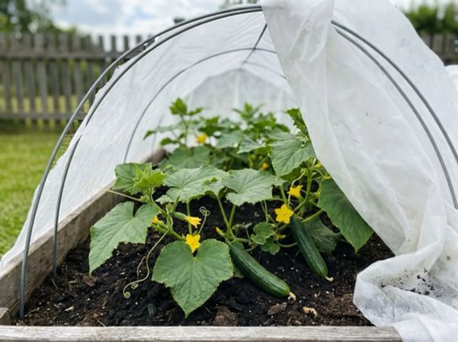 Frilandsgurka i upphöjd bädd under fiberduk på bågar, duken delvis tillbakadragen så plantorna syns
