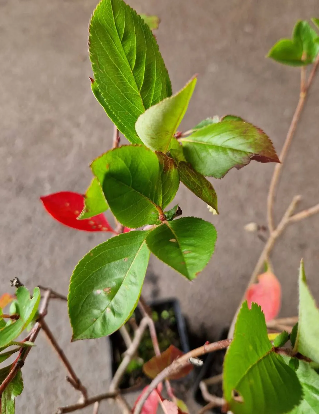 Slånaronia 'Elata' (syn. slånaronia FK Västeråker), 20-40 cm — detalj 8