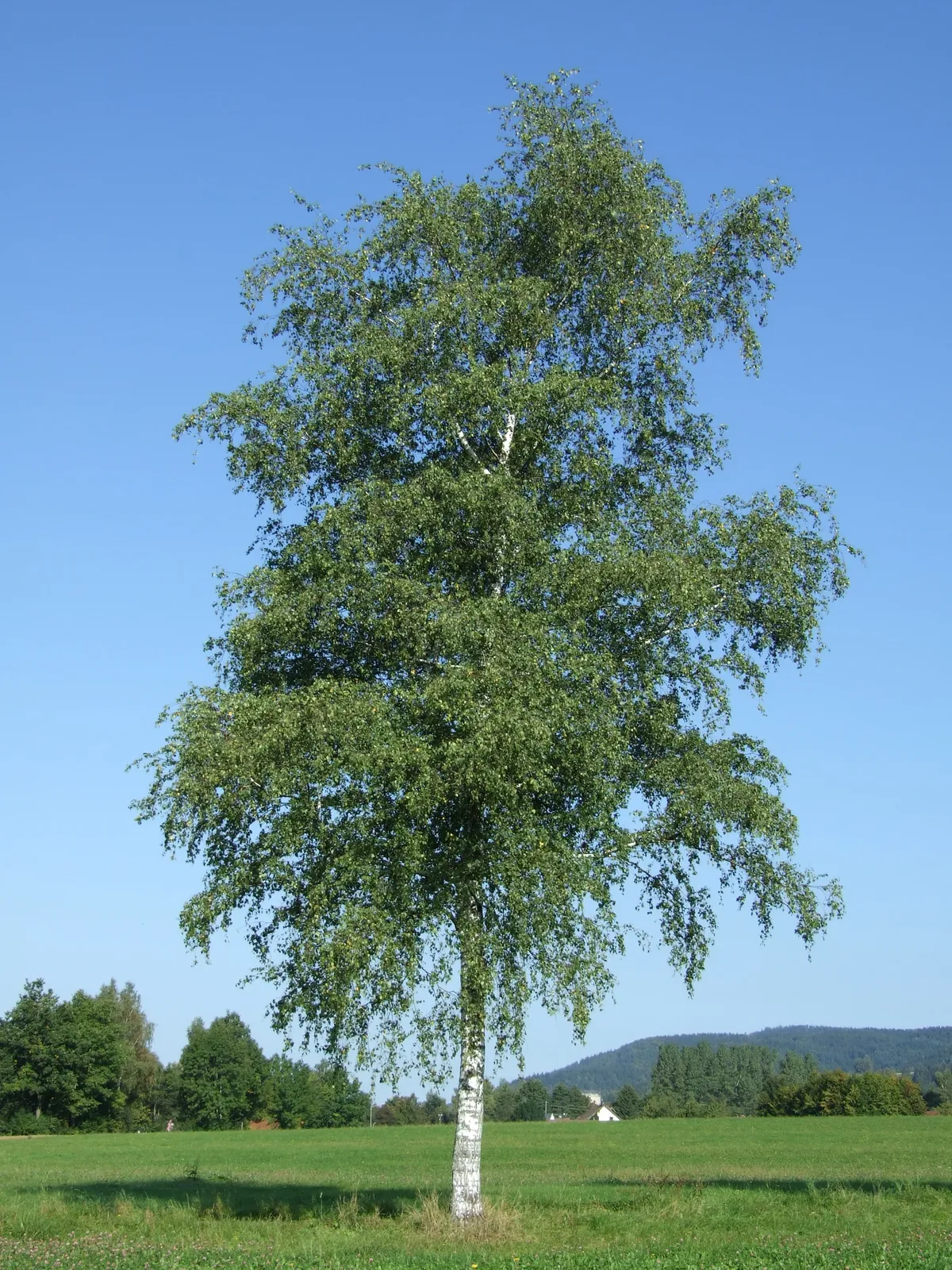 Vårtbjörk, Utr 125-150 - bild 3