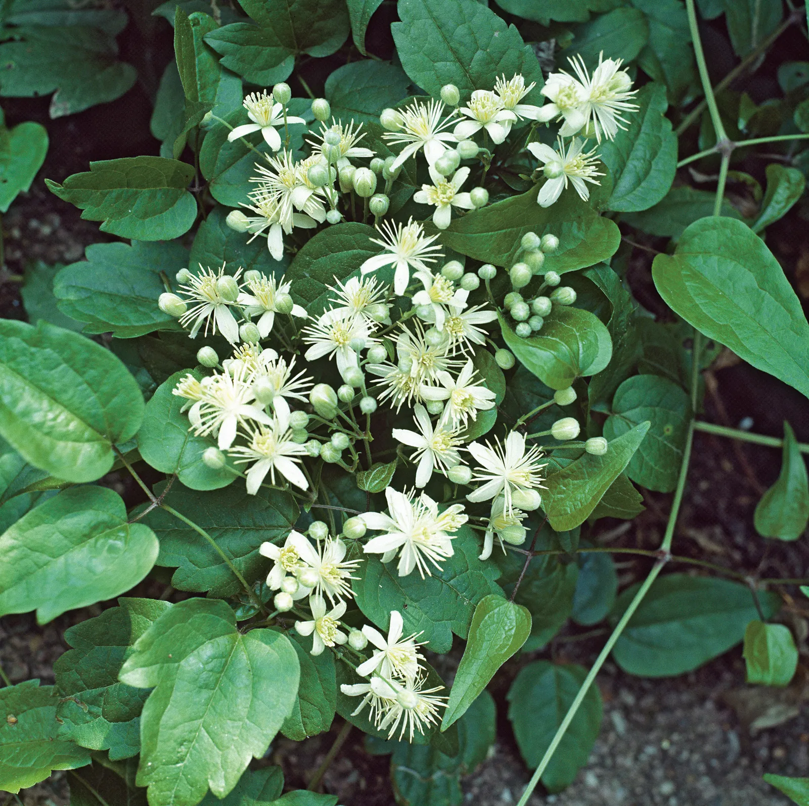 Skogsklematis - bild 1