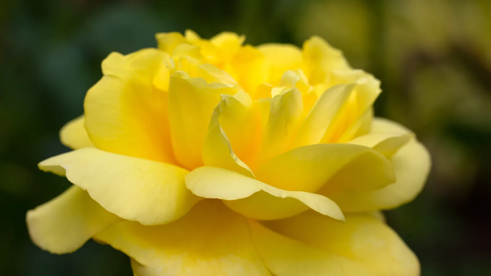 Floribundaros 'Chinatown' - bild 4