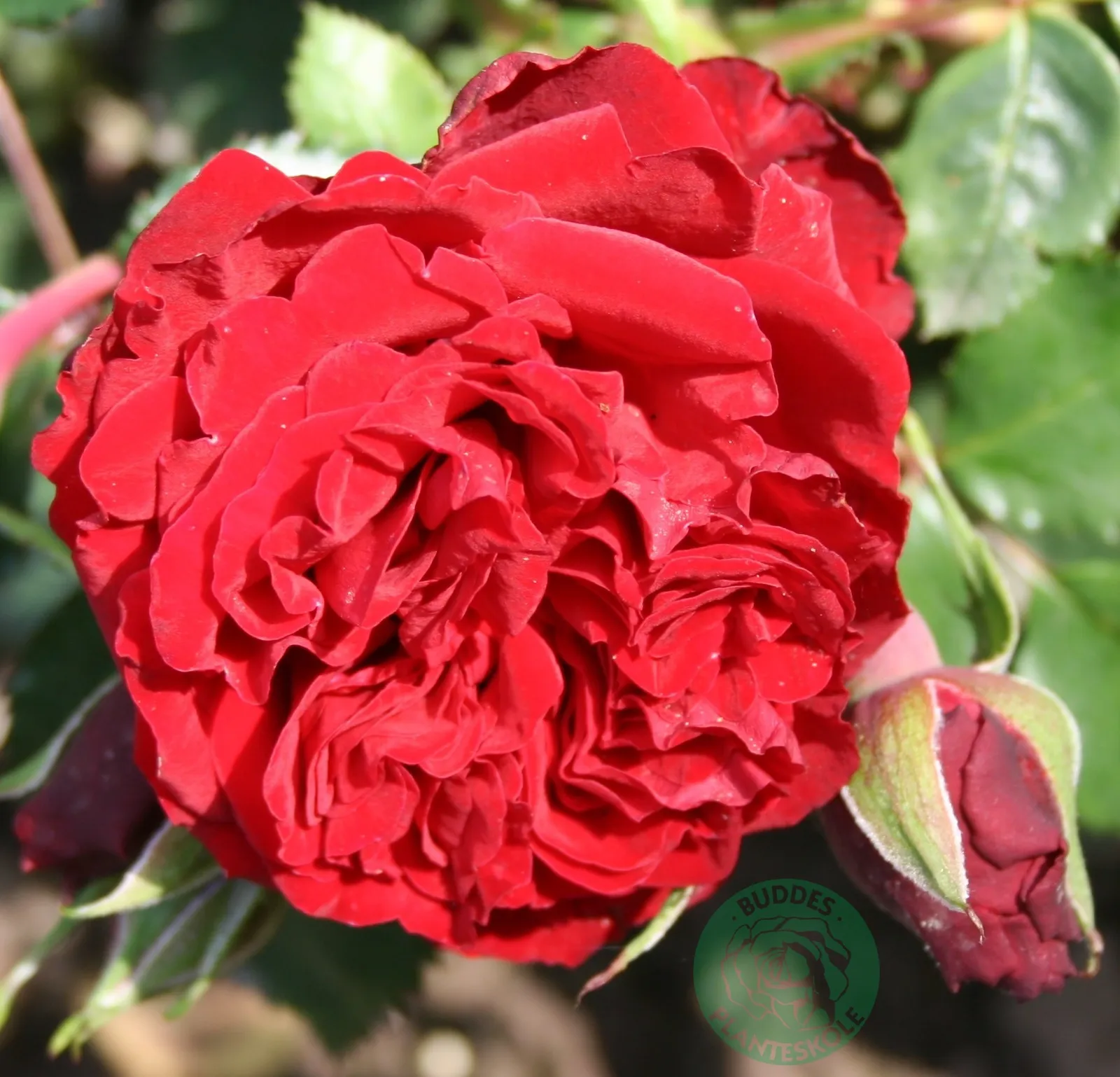 Storblommig klätterros 'Crazy in Love Red' - bild 1