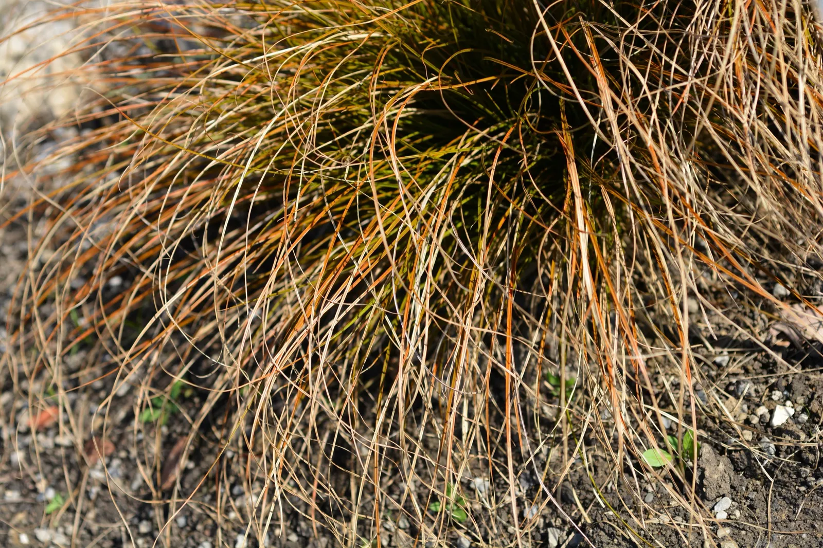 Brandstarr 'Prairie Fire', 2L - bild 4