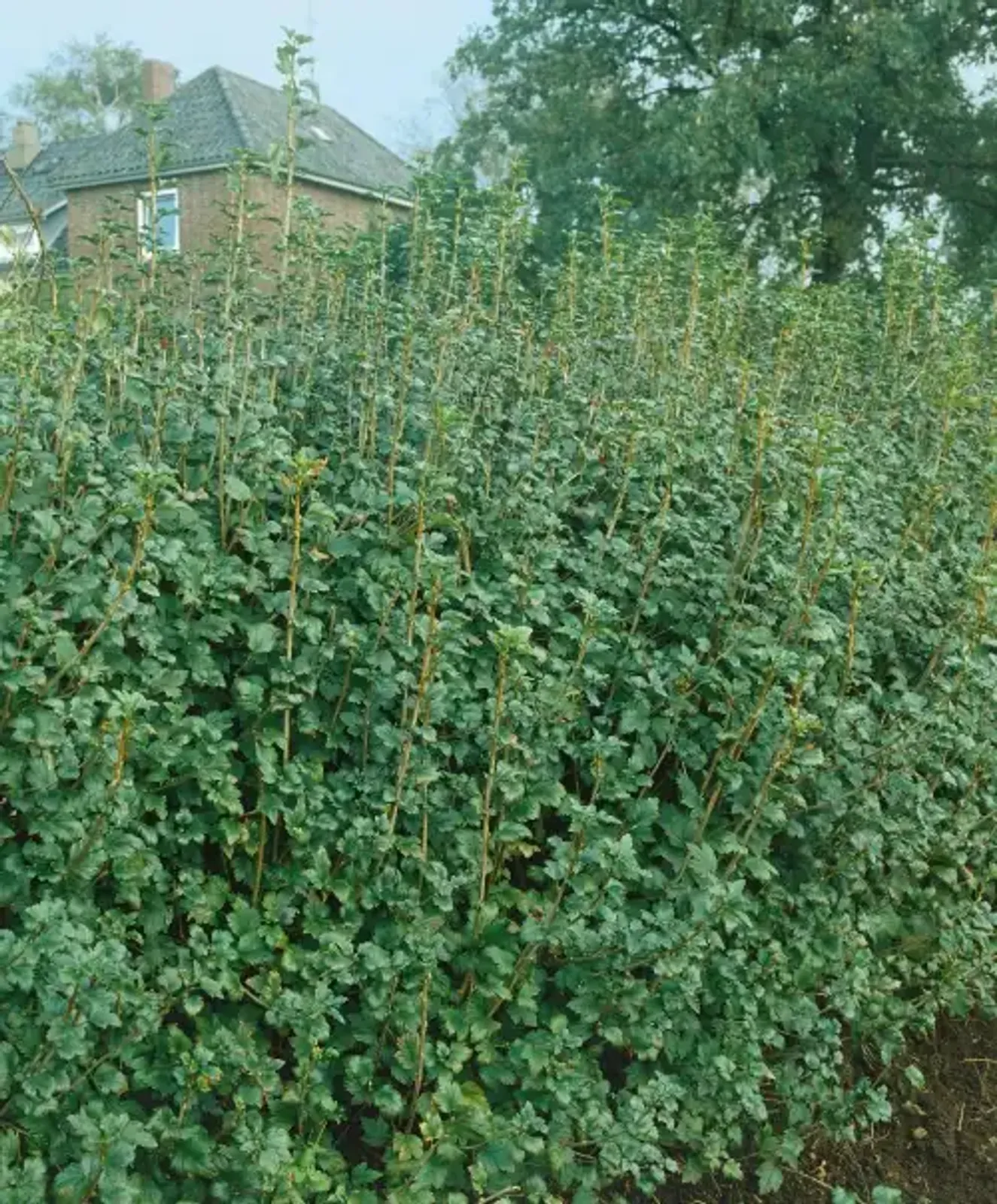 Måbär, 40-60, 2-4 grenar cm — närbild