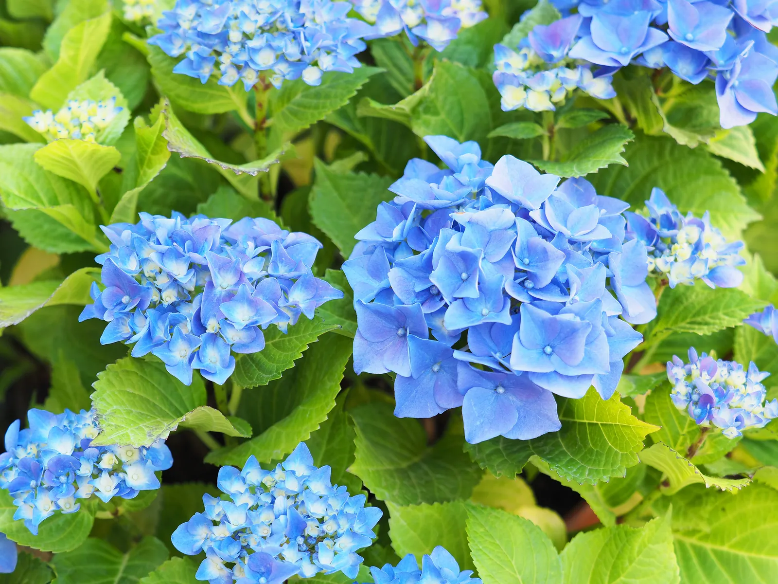 Hortensia 'Nikko Blue' - bild 1