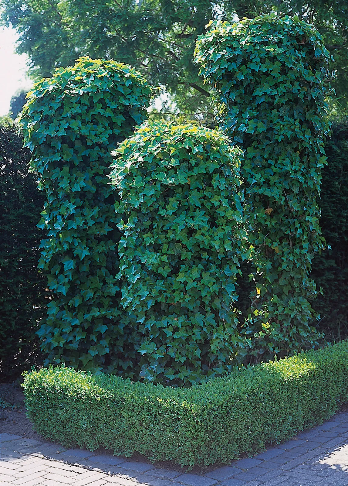 Murgröna - bild 1
