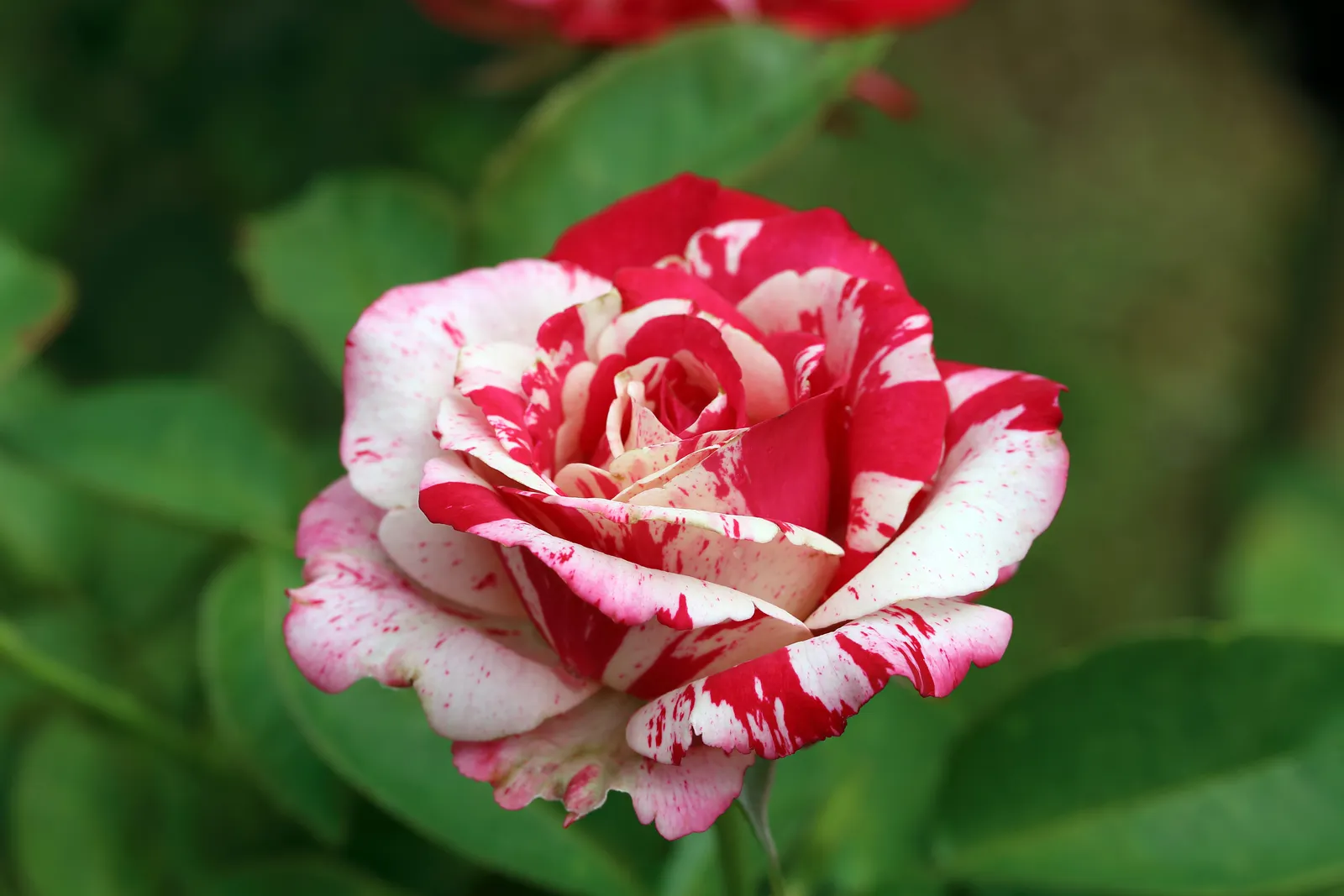 Floribundaros HANKY PANKY® ('Wektorcent') - bild 2