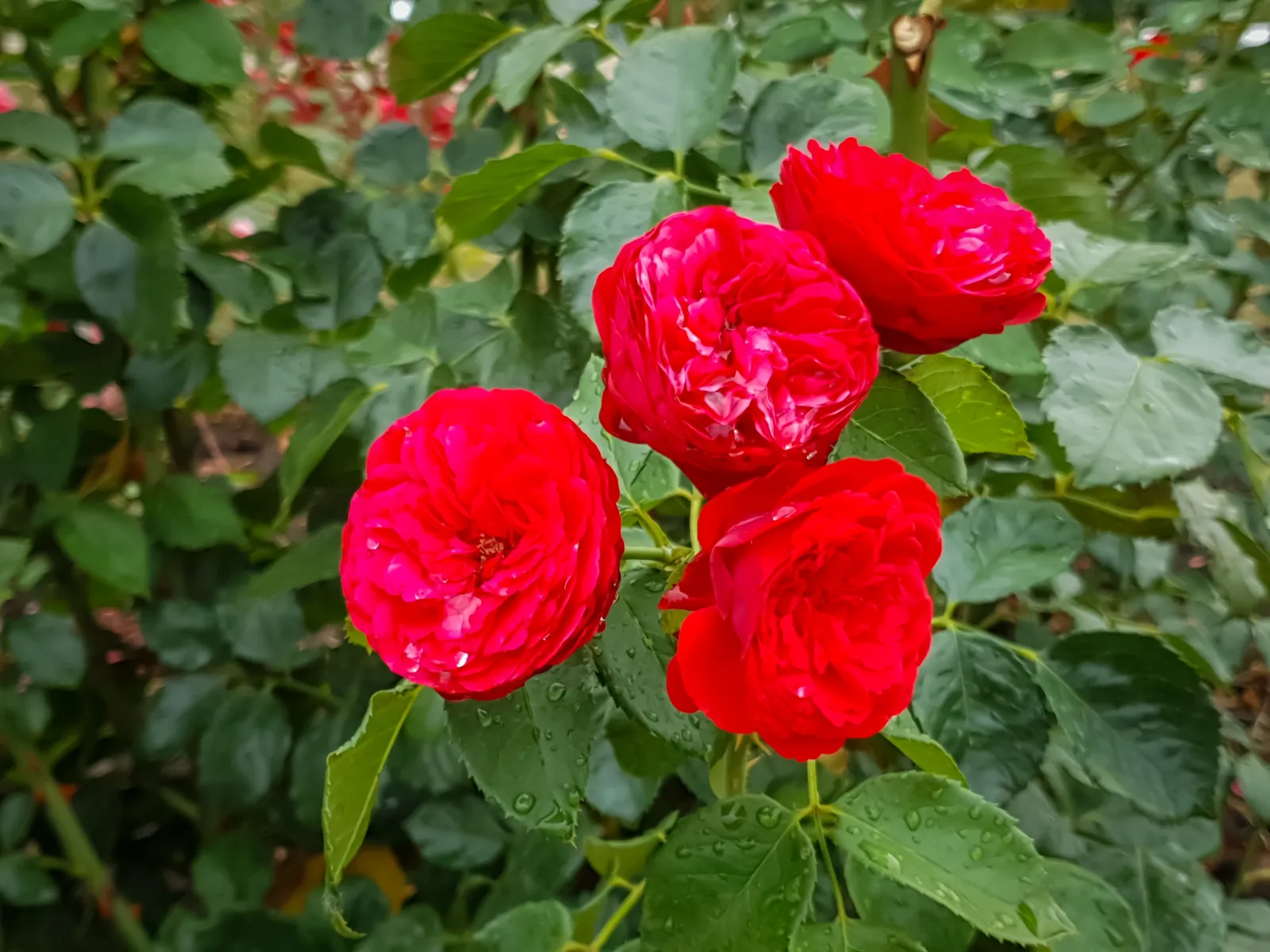 Floribundaros PIANO ('Tanopina') - bild 3