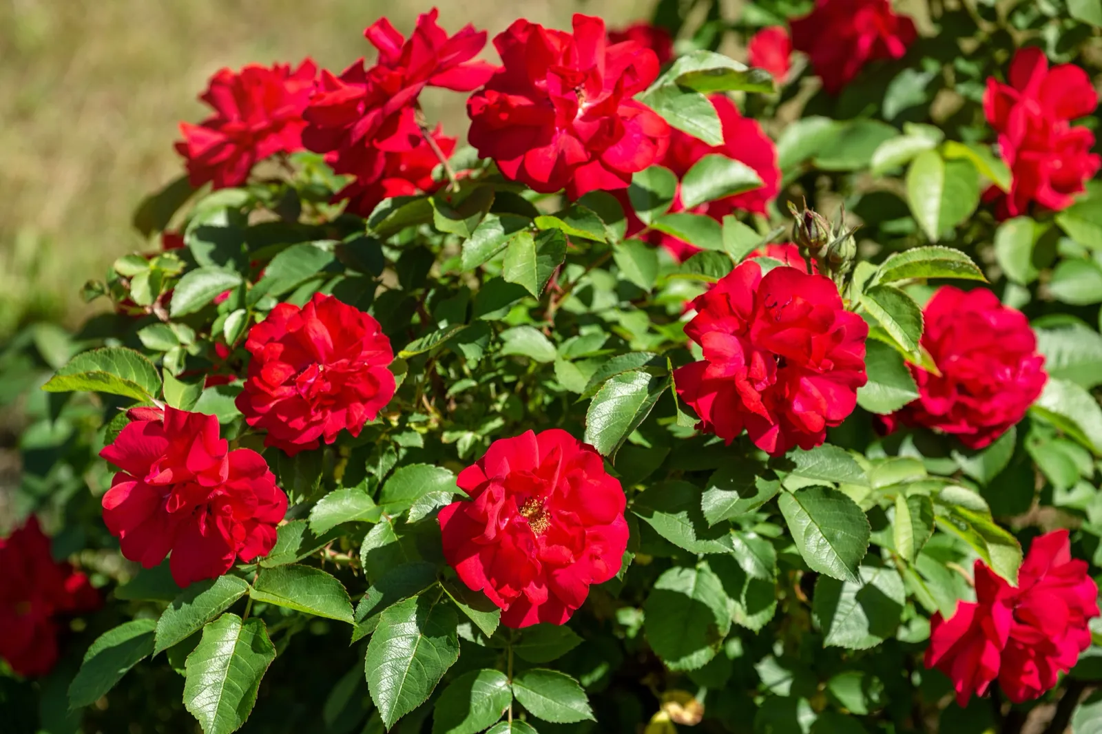 Rugosa-ros HANSALAND ('Korhassi') - bild 2