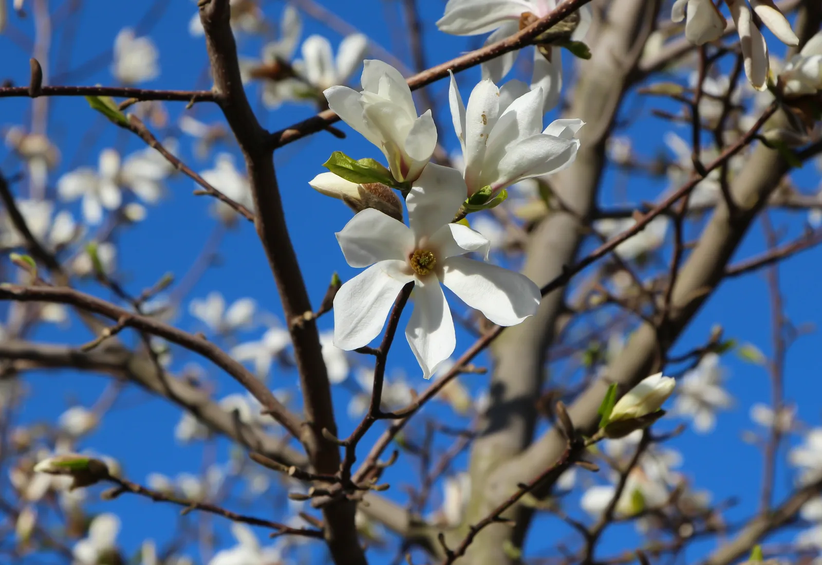 Japansk magnolia - bild 6
