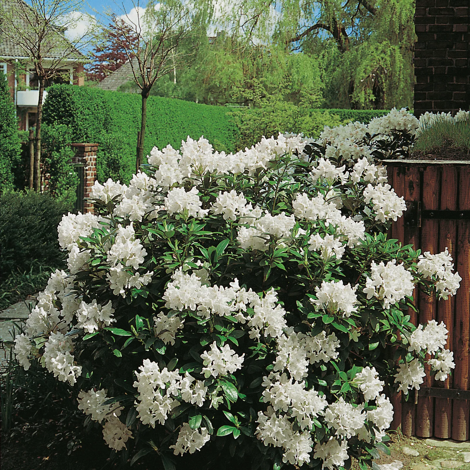 Caucasicum-rododendron 'Cunningham's White', 30-40 cm - bild 1