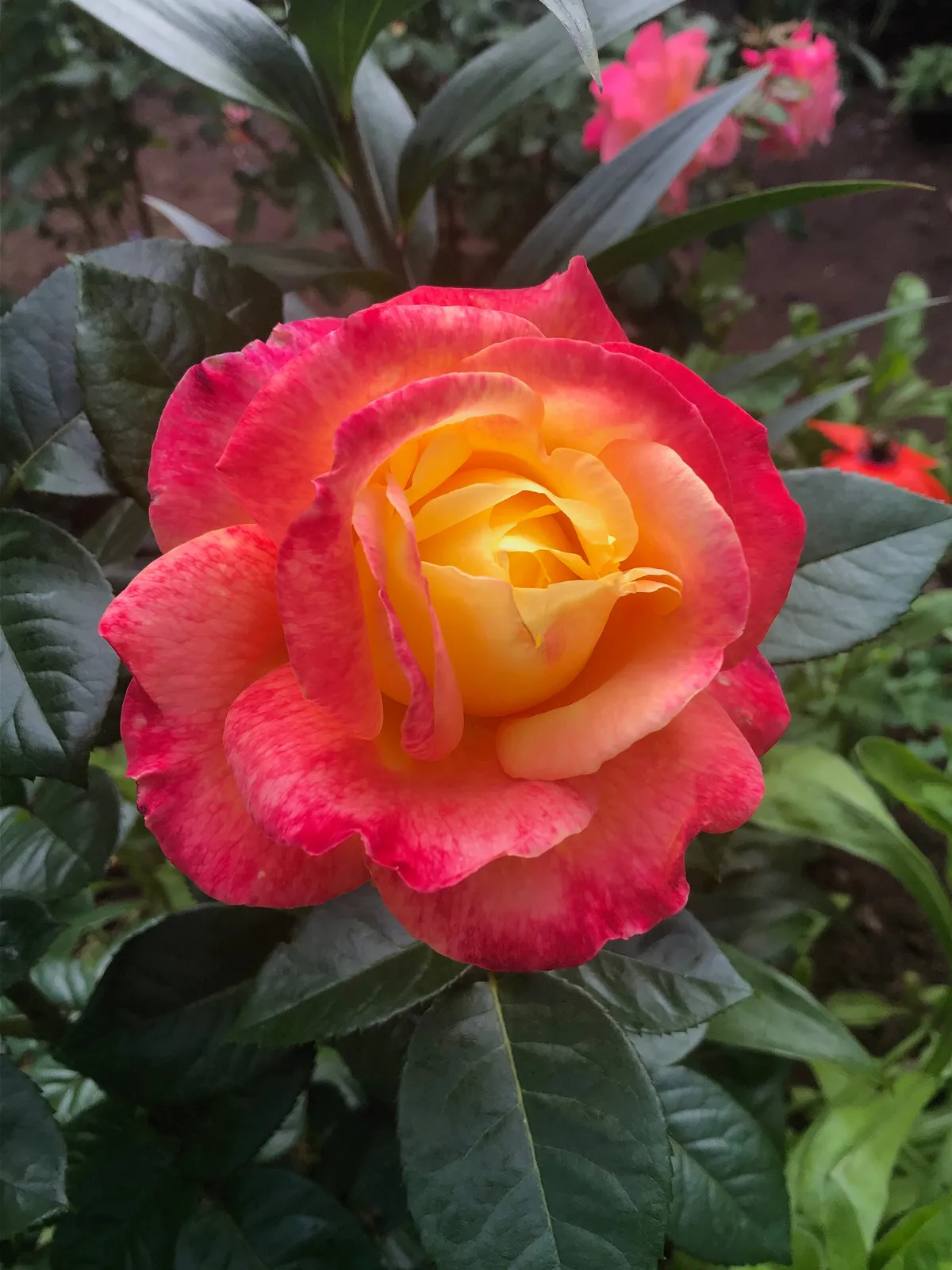 Floribundaros MIDSUMMER ('Tan02280'PBR) - bild 2
