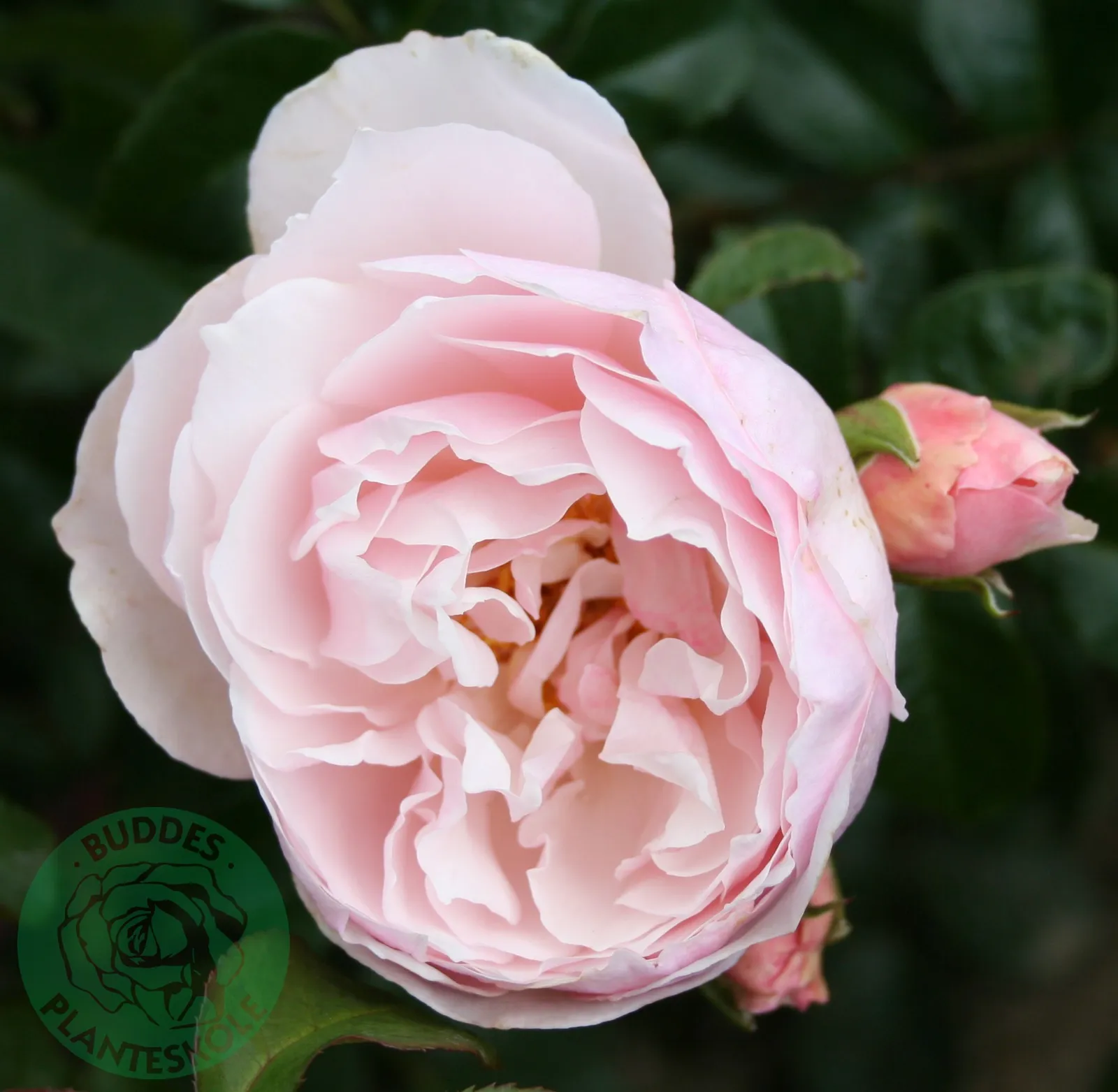 Modern buskros STRAWBERRY HILL ('Ausrimini'PBR) - bild 1