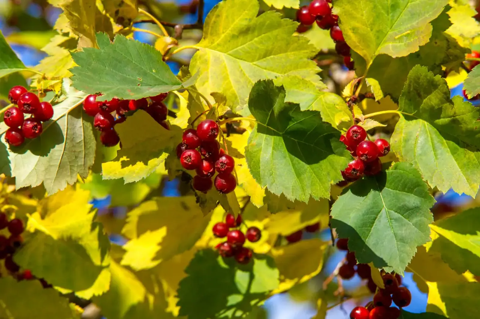Scharlakanshagtorn, 60-100 cm — detalj 3