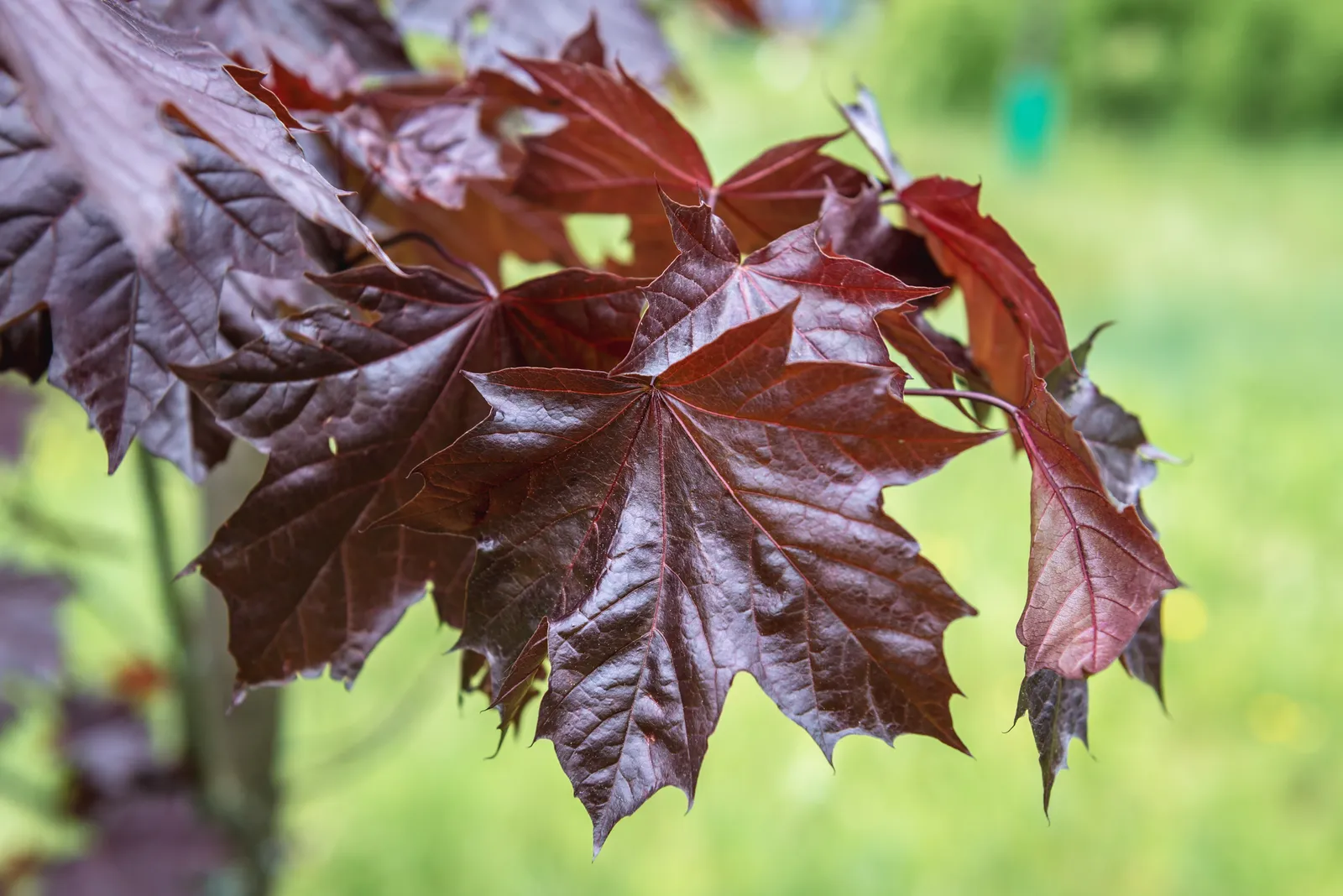 Skogslönn 'Royal Red', Sh 80 - bild 1