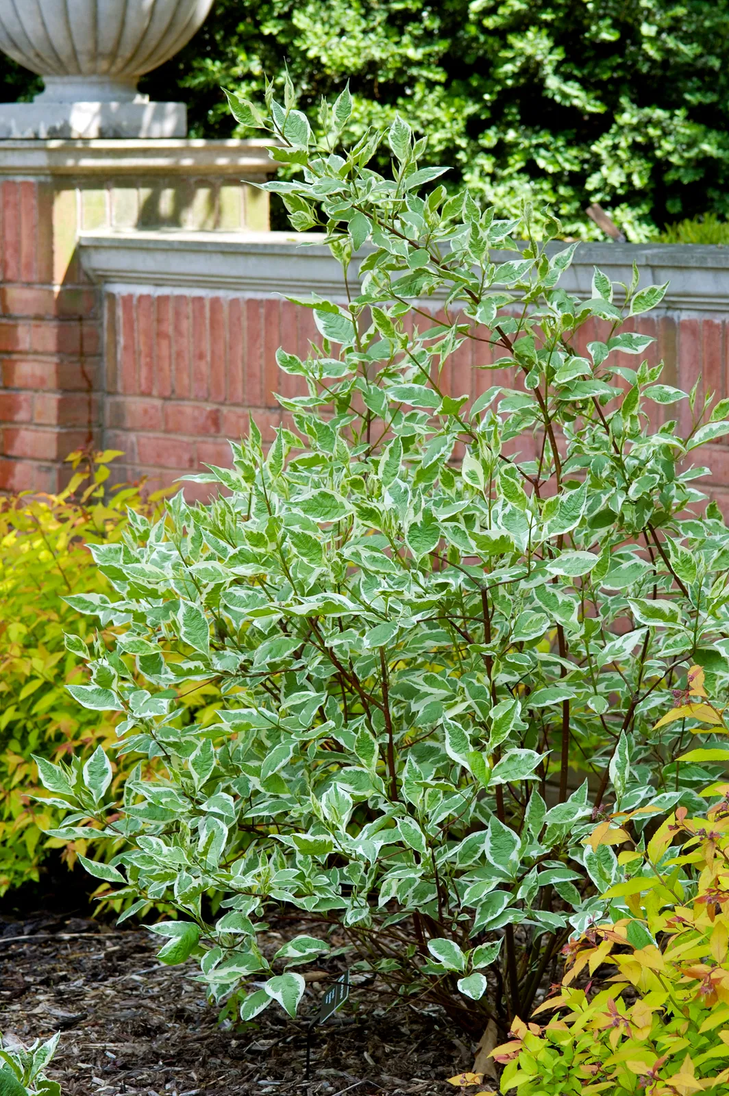Rysk kornell 'Elegantissima' - bild 1