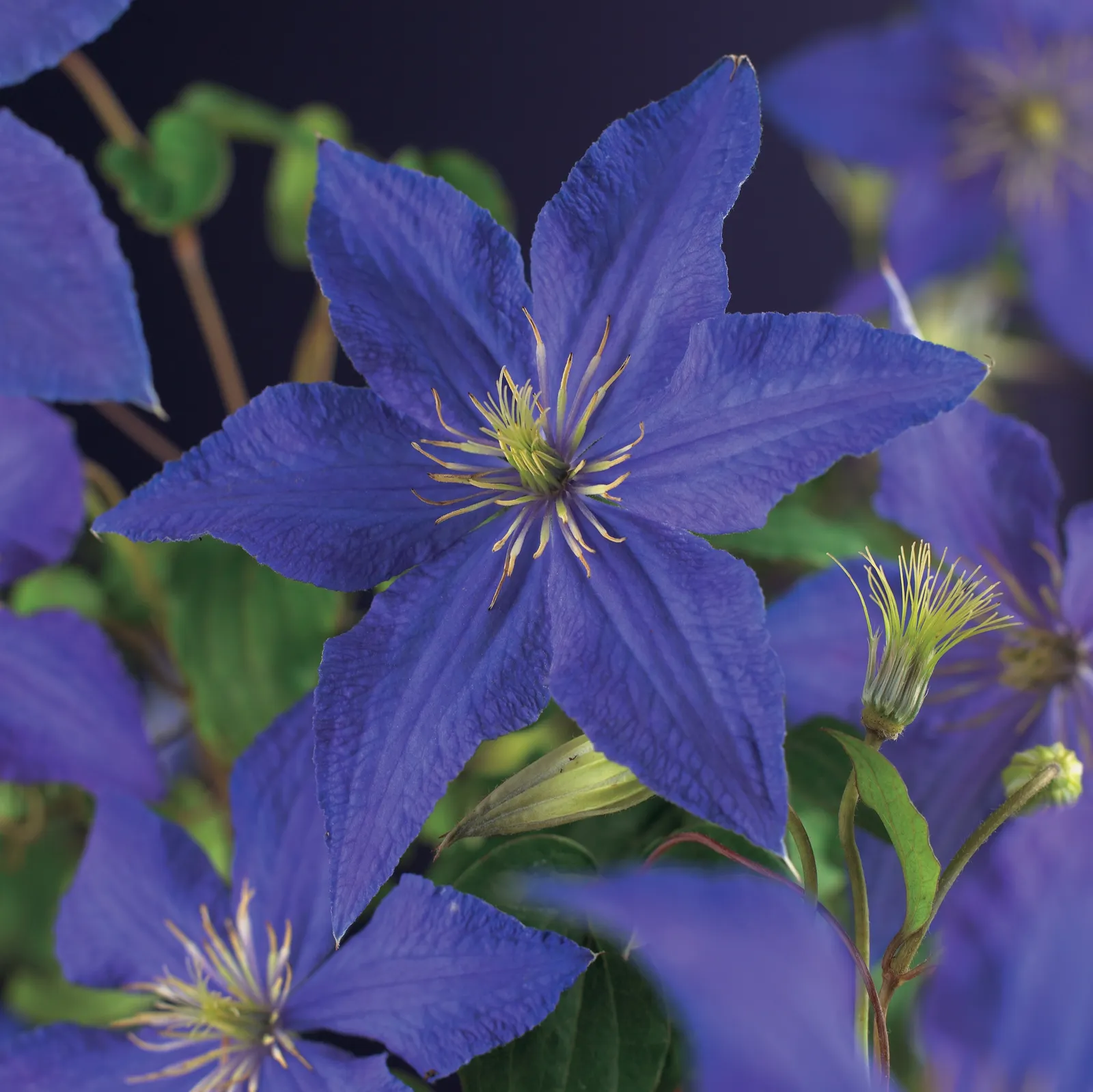 Klematis (Tidiga Storblommiga Gruppen) 'Rhapsody' - bild 1