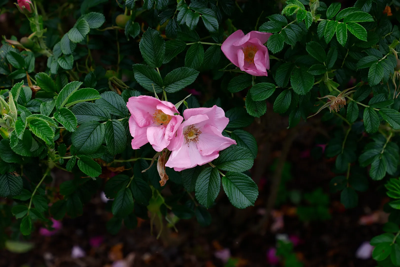 Rugosa-ros 'Fru Dagmar Hastrup' - bild 2