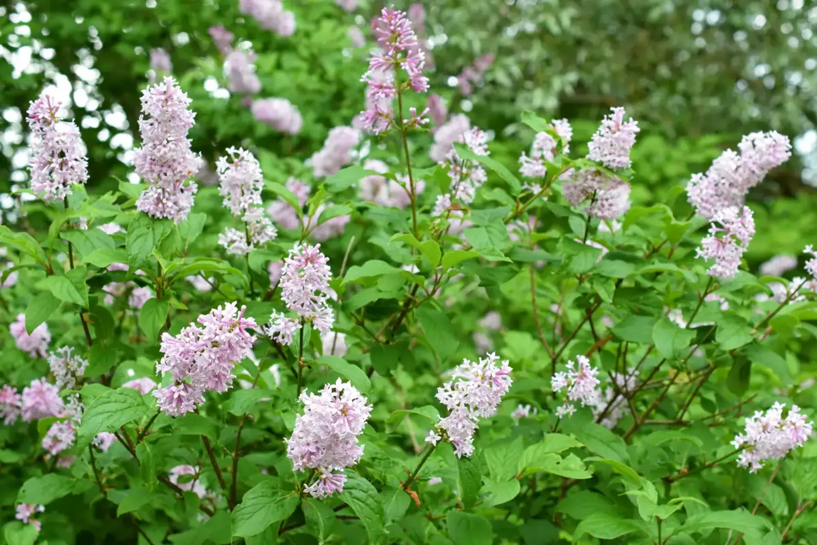 Ungersk syren med rosa-lila blomklasar, en extra härdig syrenart för nordiska förhållanden.