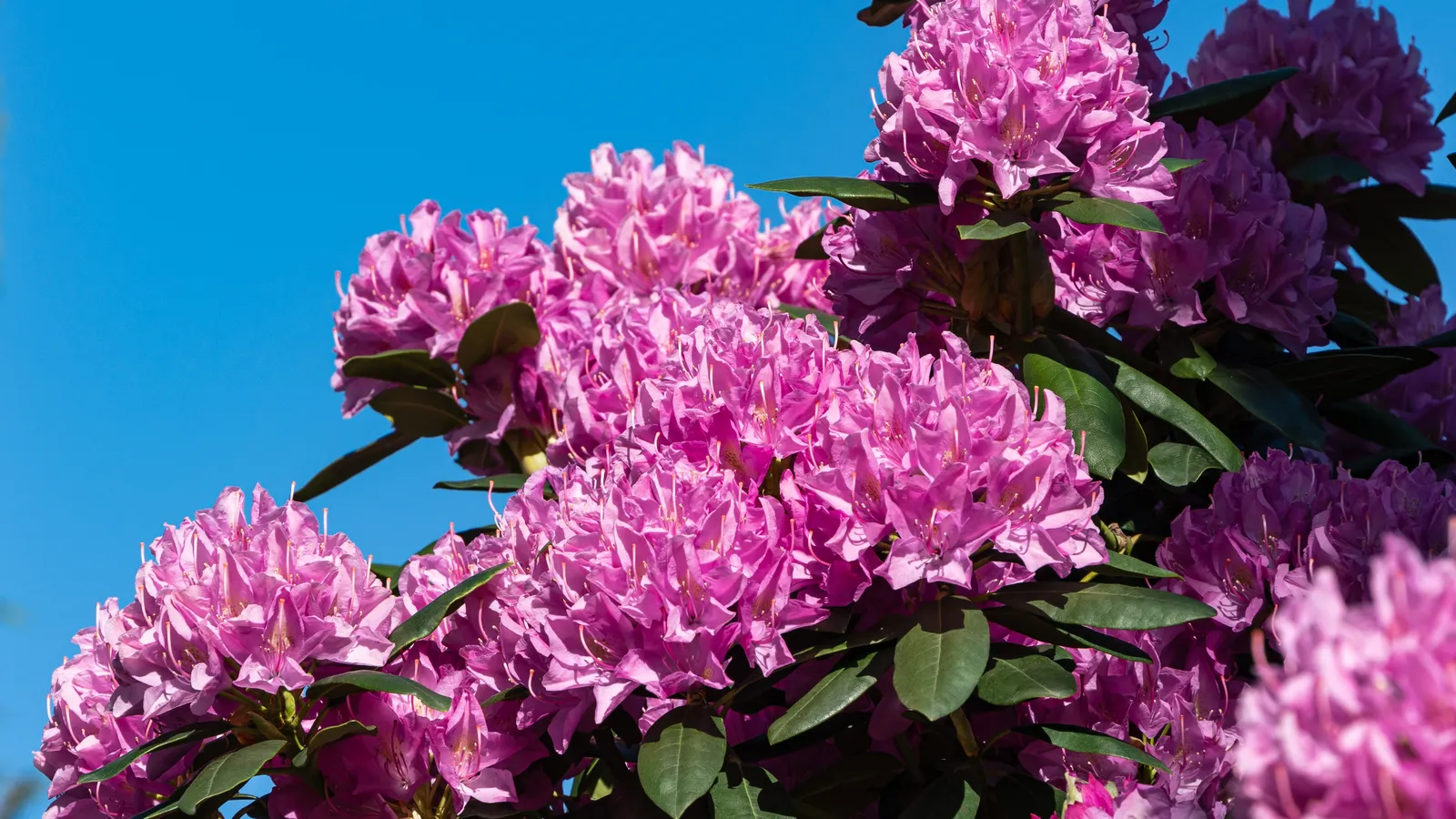 Parkrododendron 'Roseum Elegans', 30-40 cm - bild 6