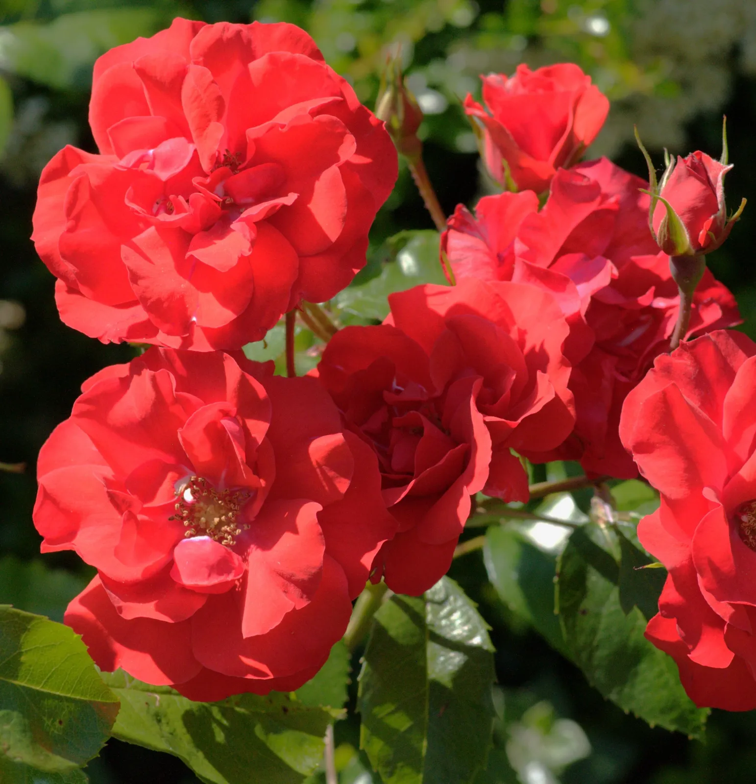 Floribundaros Molde ('Tannimoll') - bild 3