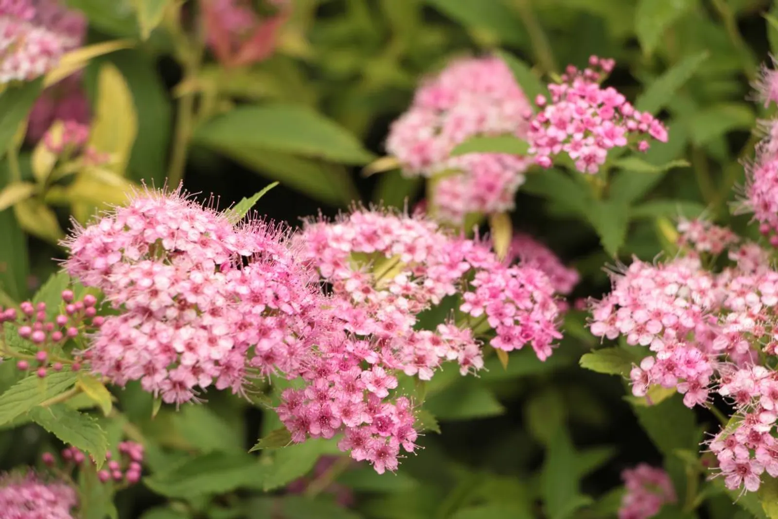 Praktspirea 'Little Princess' med rosa blommor och kompakt växtsätt, perfekt för låga häckar.