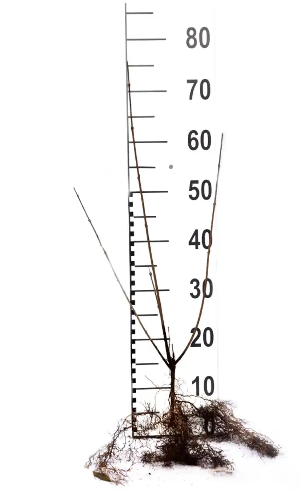 Liguster, 40-60 cm — detalj 5