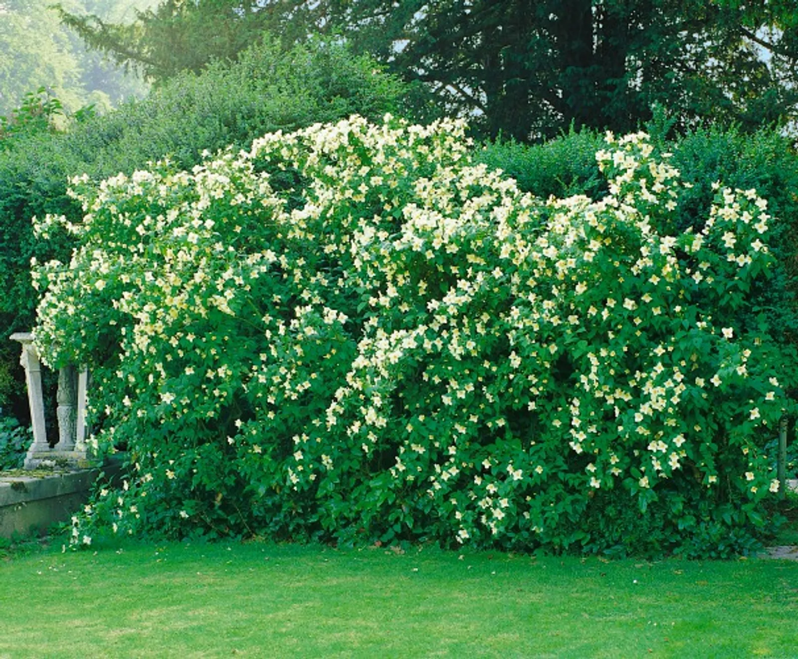 Smultronschersmin 'Mont Blanc' - bild 1