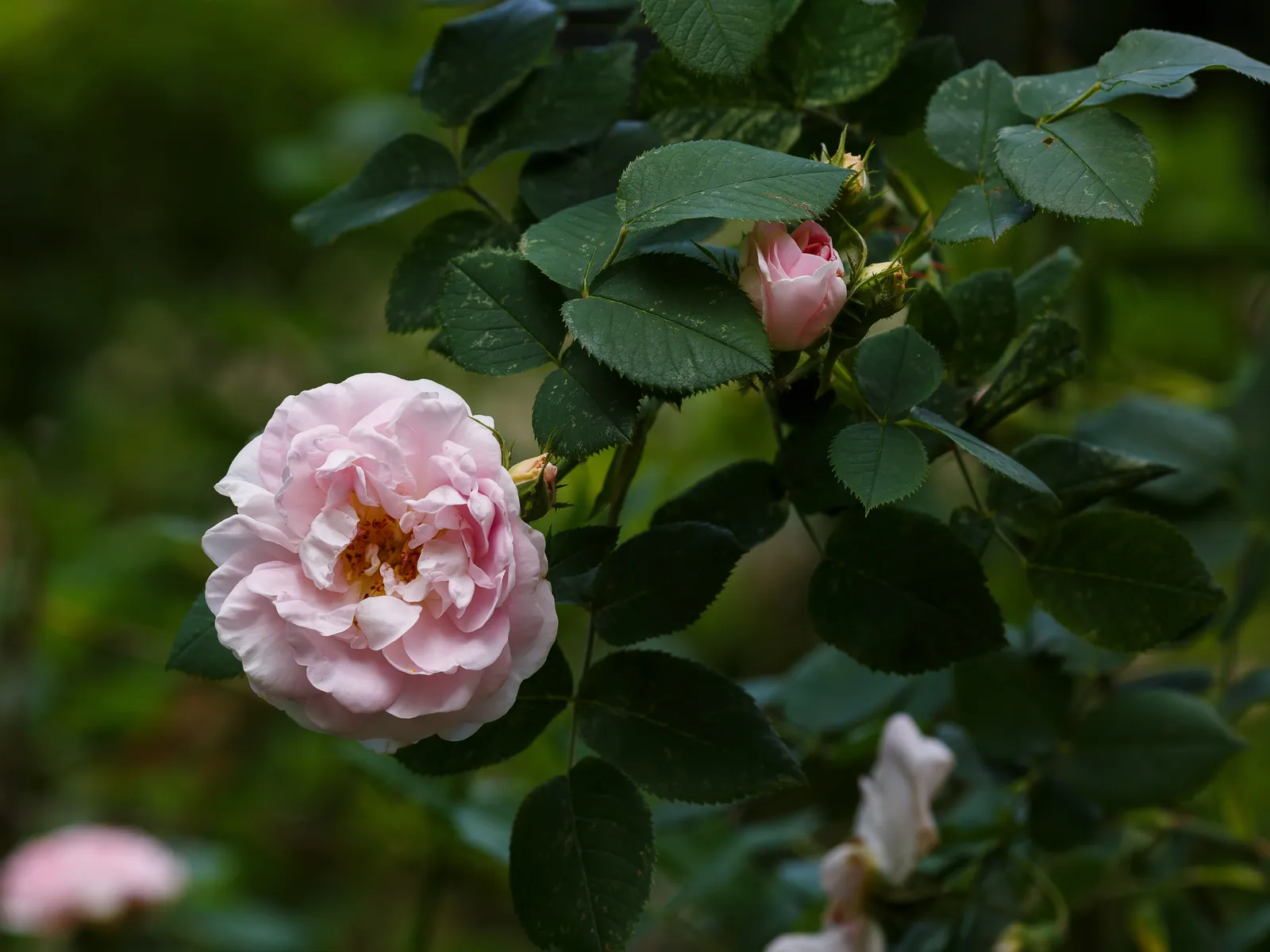 Albaros 'Maidens Blush' - bild 5
