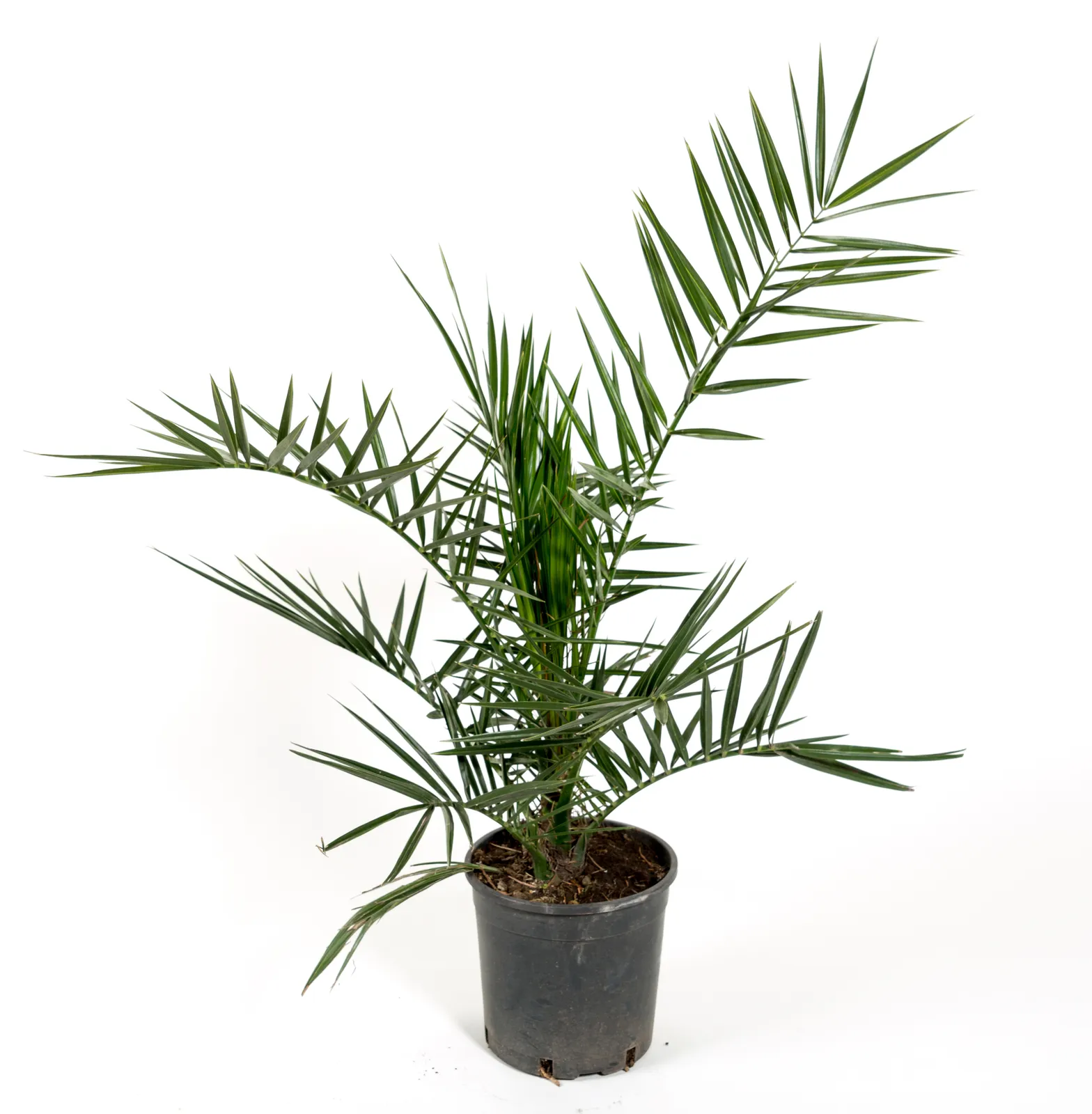 Kanariepalm (kanarisk dadelpalm), 70/80 cm - bild 2