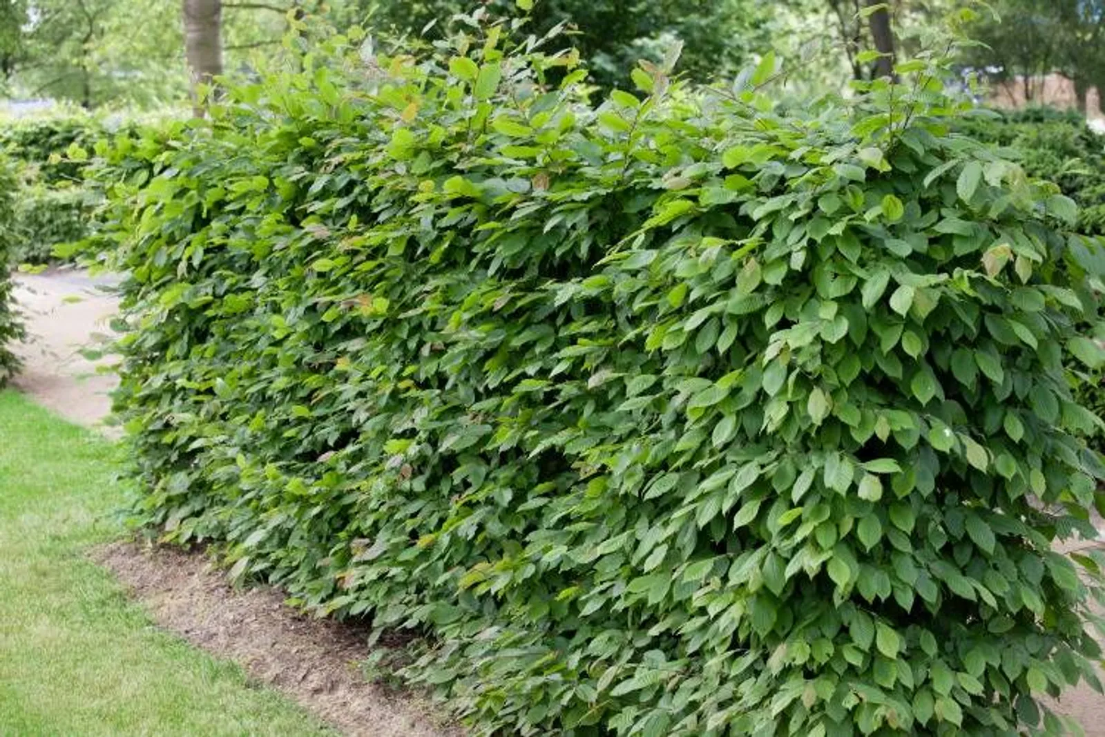 Avenbok Goliat extra stor häckplanta med fint texturerade blad för elegant formklippt häck.