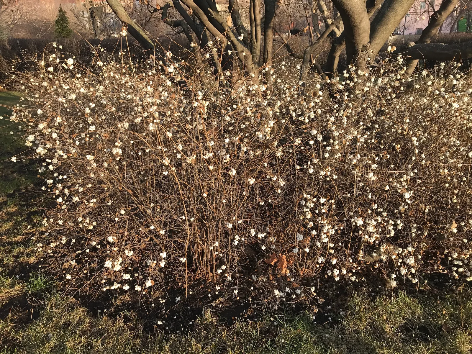 Snöbär - bild 3