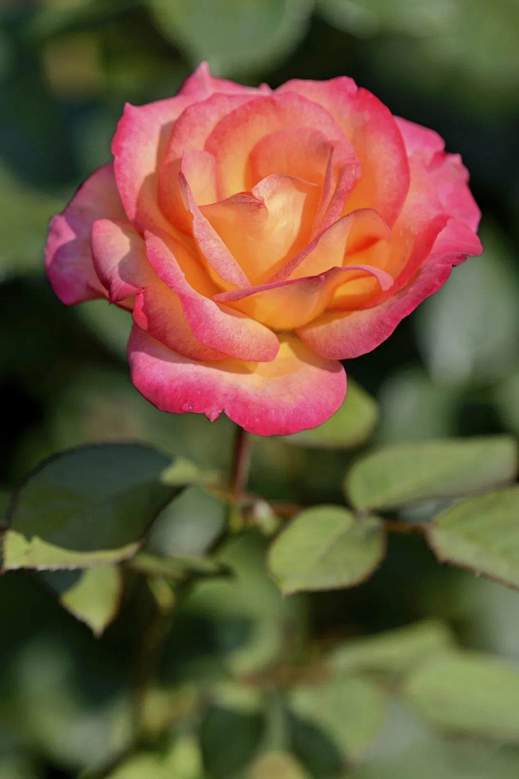 Floribundaros MIDSUMMER ('Tan02280'PBR) - bild 5