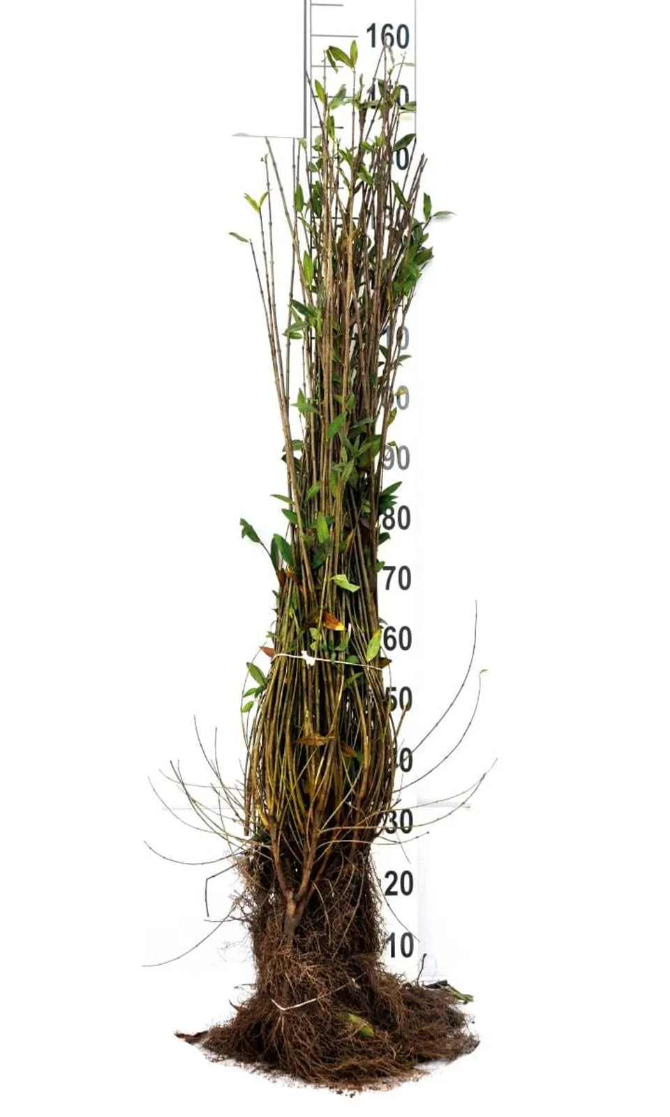 Vinterliguster 'Liga', 80-120 cm, Goliat — detalj 4