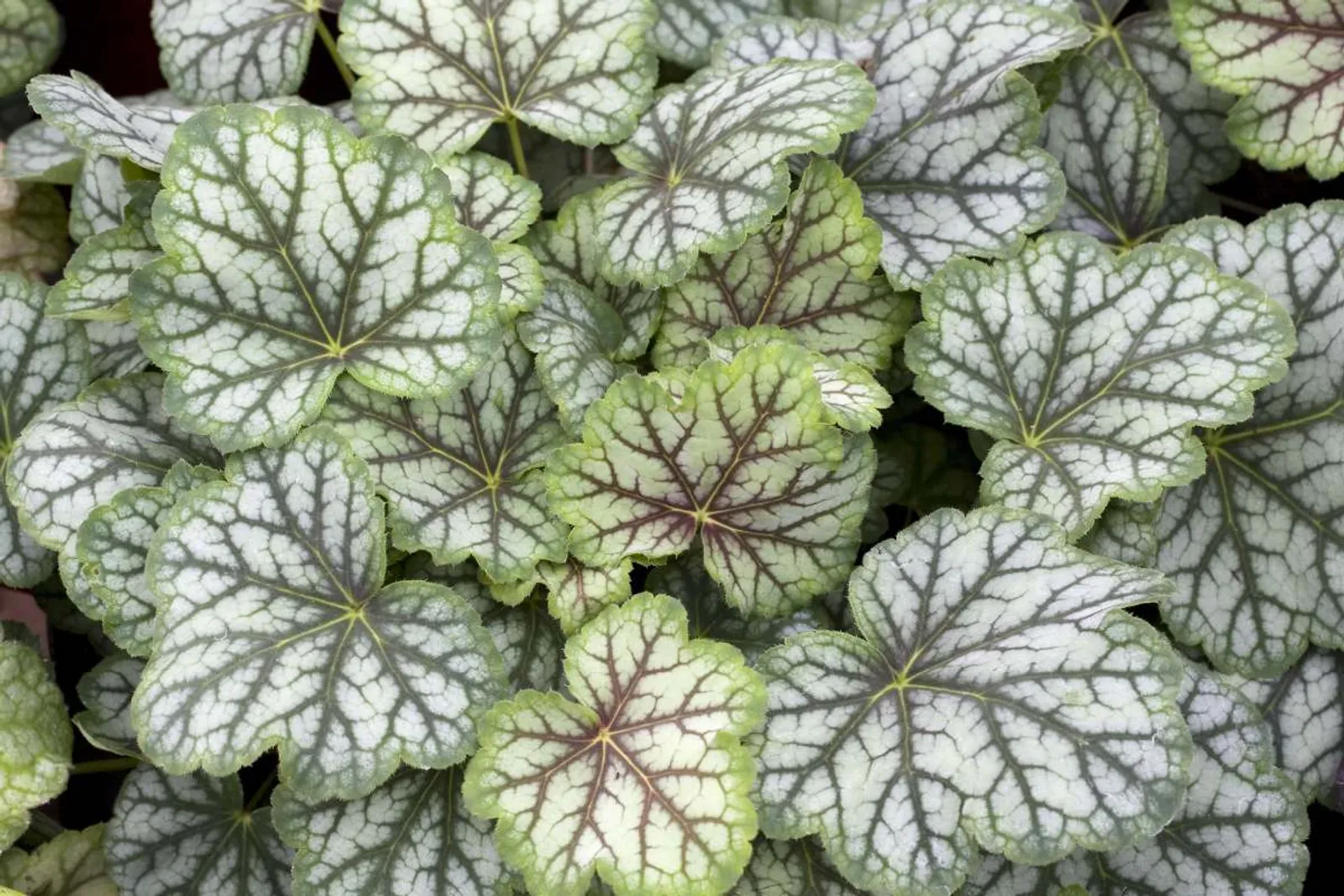 Alunrot 'Green Spice' med gröna blad och silvriga mönster, elegant perenn för skuggiga platser.