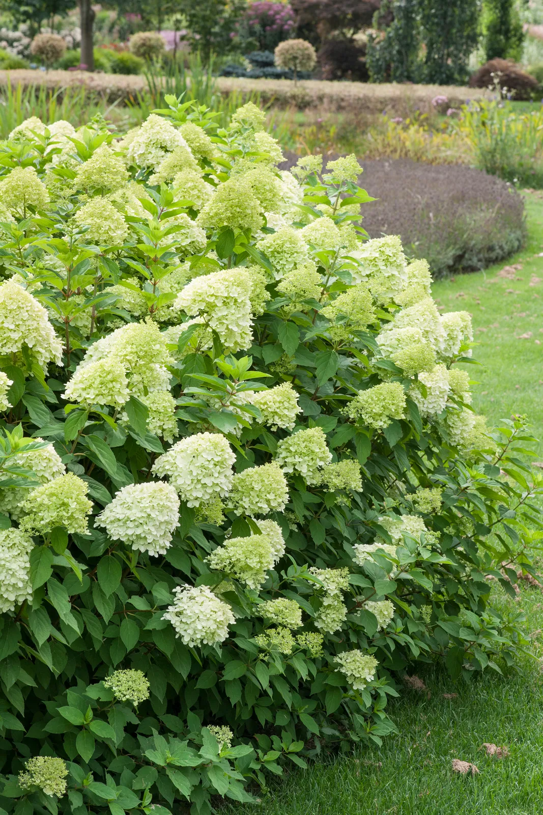 Vipphortensia 'Limelight' - bild 3