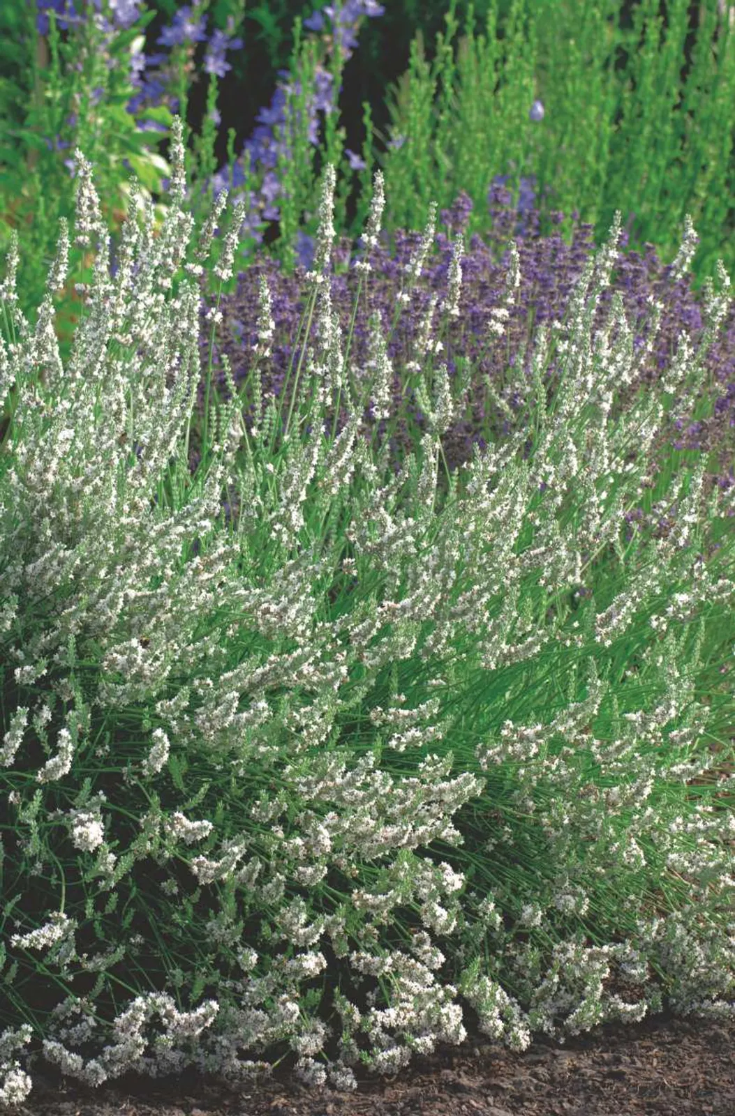 Lavendel 'Edelweiss' med vita blommor och silvriga blad, ovanlig vit lavendelperenn.