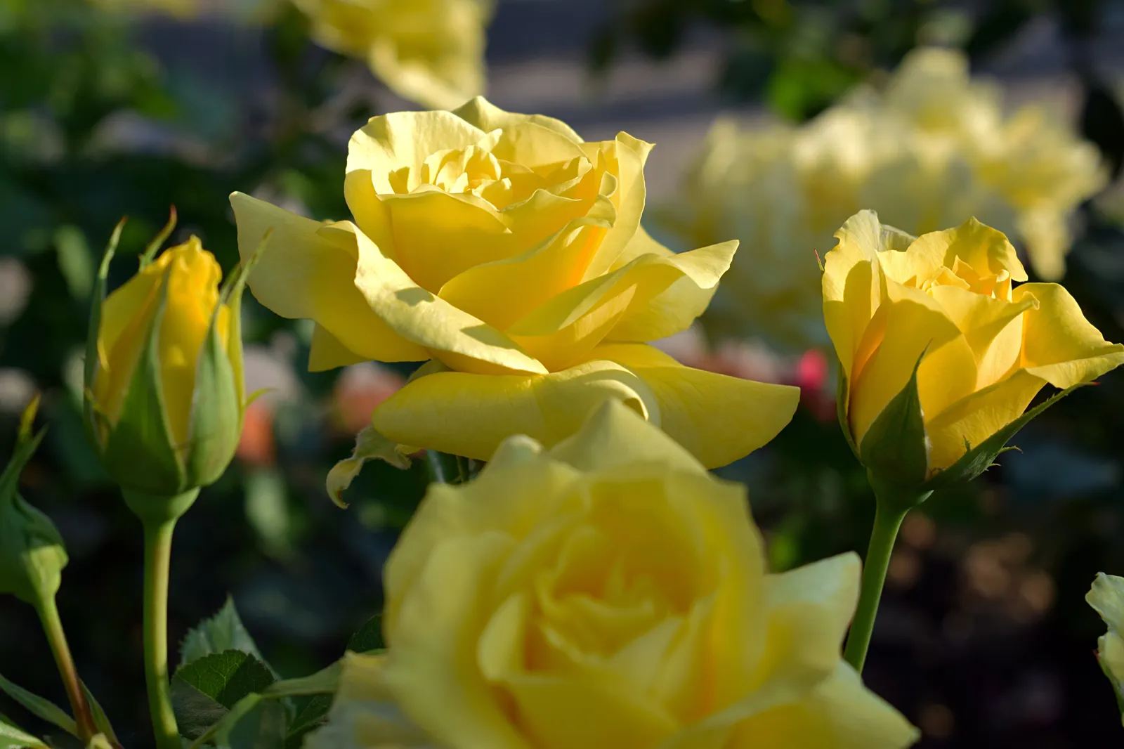 Floribundaros FRIESIA® ('Korresia') - bild 3