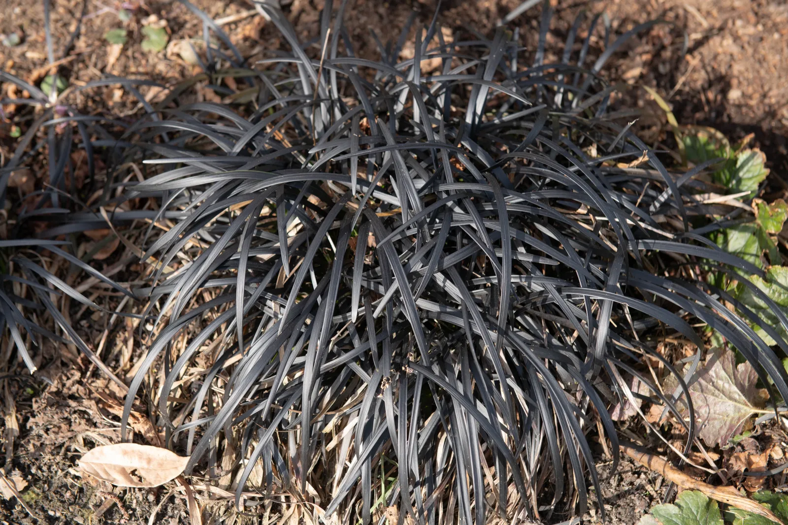 Mörkt ormskägg 'Nigrescens', syn. mörkt ormskägg 'Kokuryu', 2L - bild 3