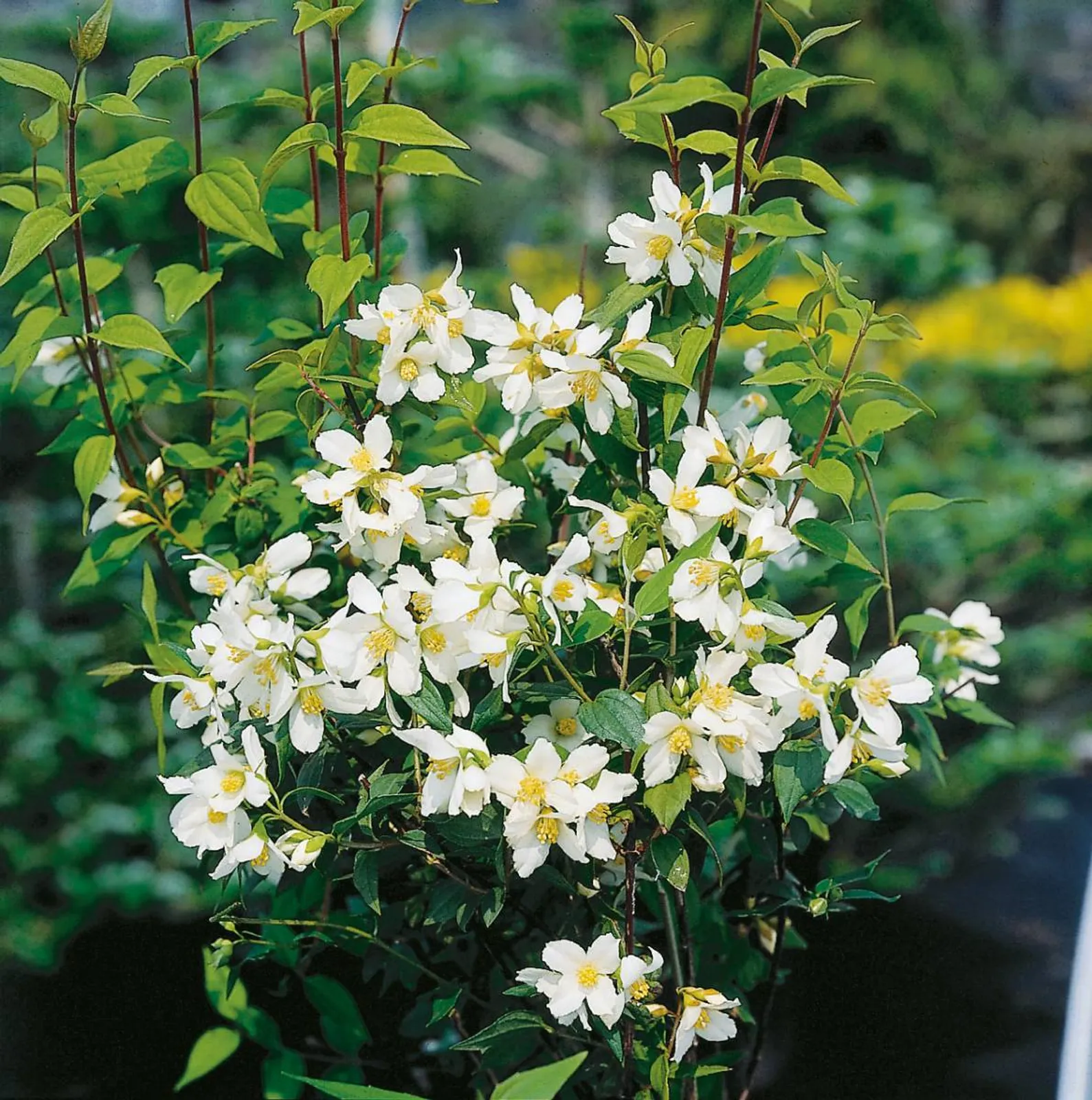 Smultronschersmin, 80-100 cm, Goliat — närbild