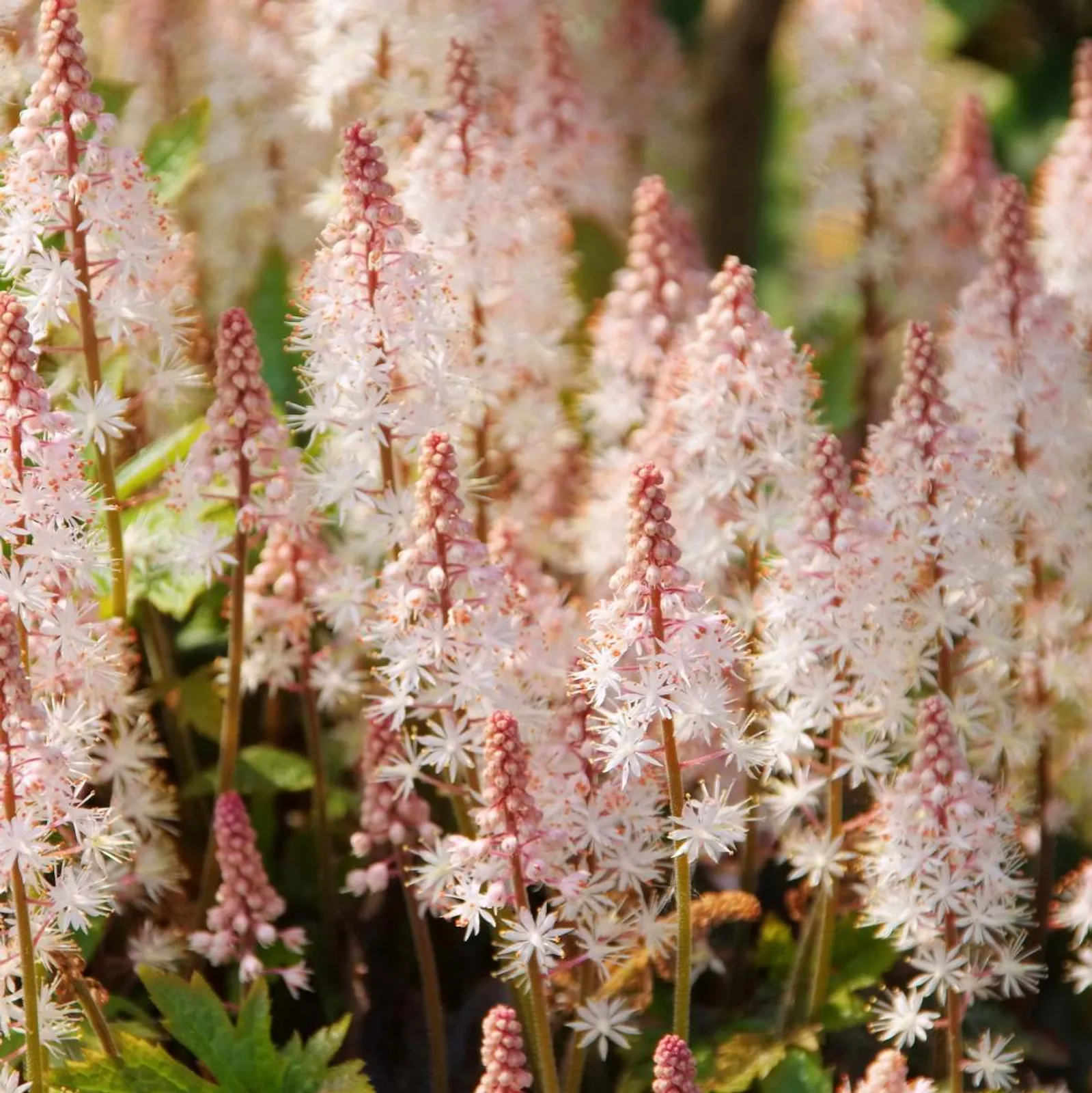 Spetsmössa 'Pink Skyrocket' med rosa blommor och gröna blad, perfekt perenn för skuggiga trädgårdar.