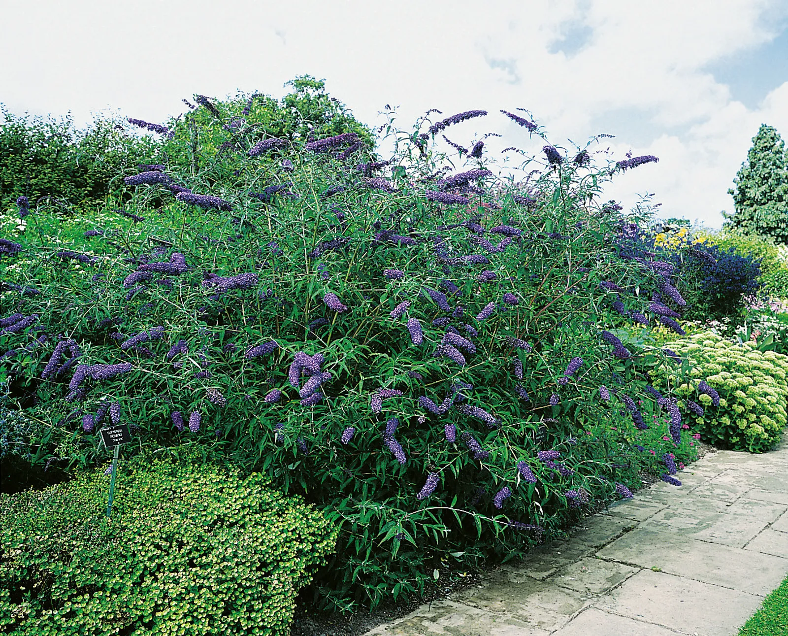 Syrenbuddleja NANHO BLUE ('Nanho Petite Indigo') - bild 1