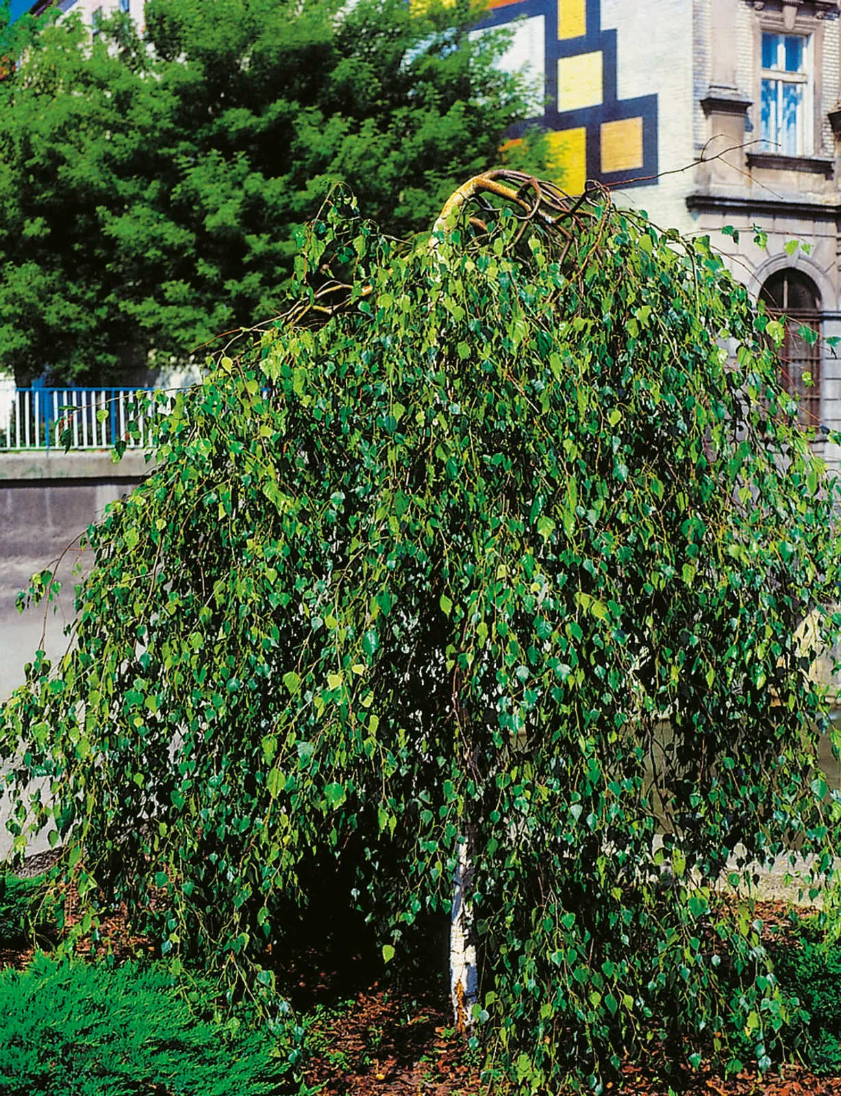 Tårbjörk 'Youngii', Utr 125-200 - bild 1