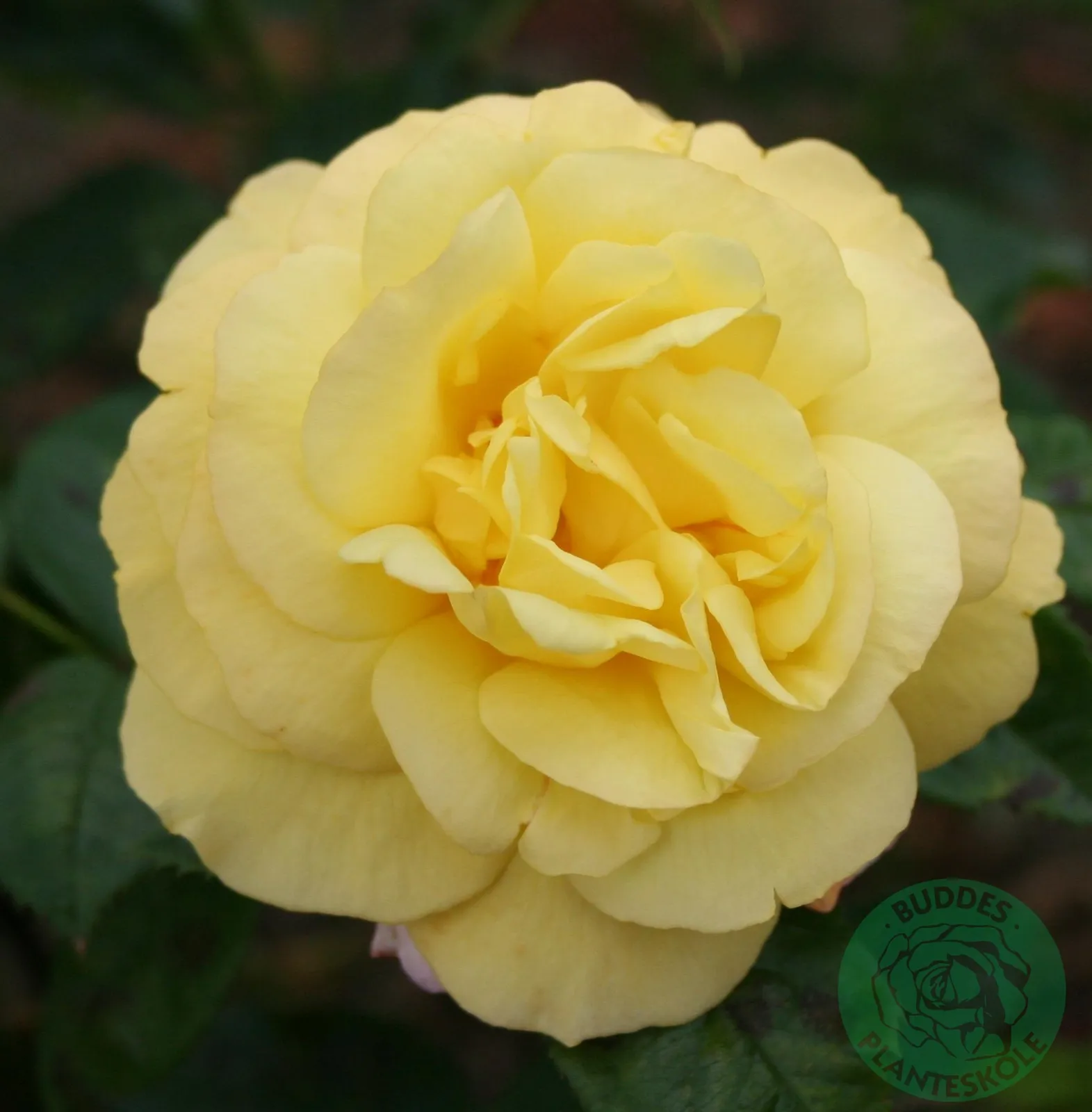 Floribundaros 'Chinatown' - bild 1