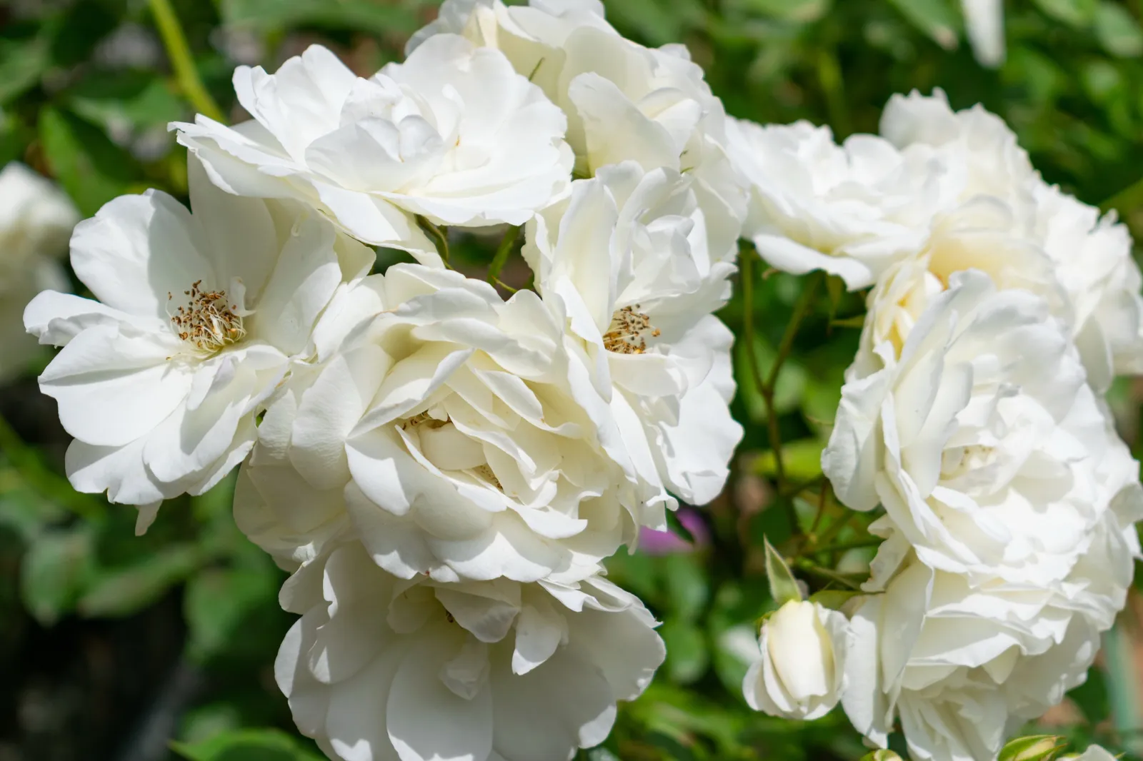 Floribundaros 'Climbing Iceberg' - bild 2